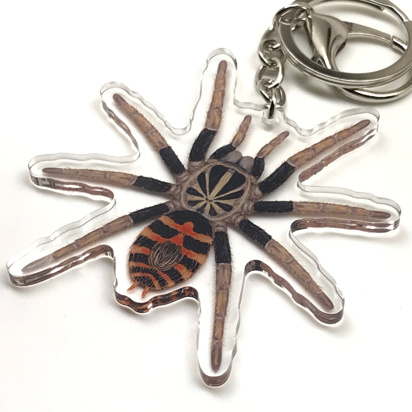 Dwarf crowned tiger tarantula keychain with acrylic charm featuring Davus sp. Chiapas, detailed and colorful.