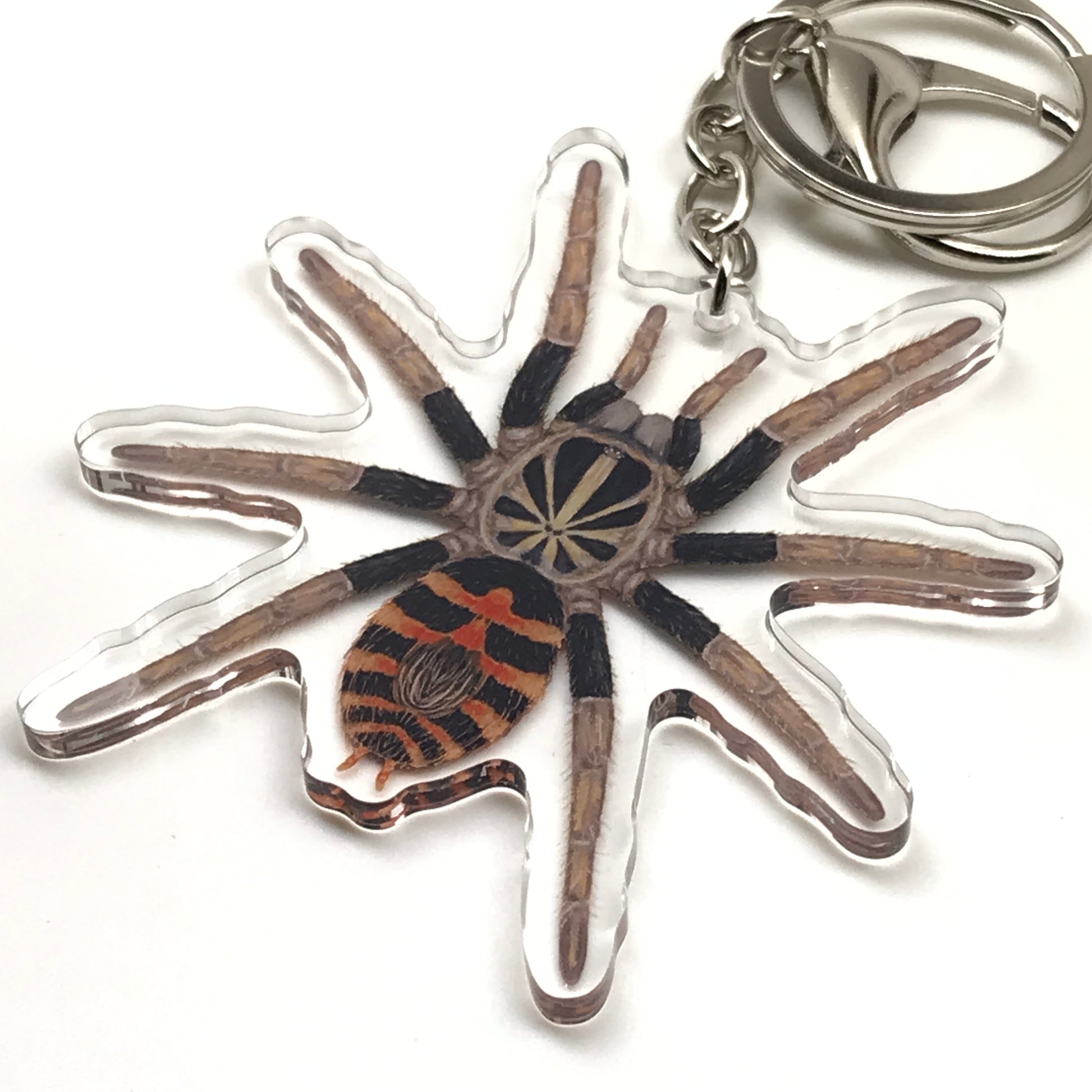 Dwarf crowned tiger tarantula keychain with acrylic charm featuring Davus sp. Chiapas, detailed and colorful.