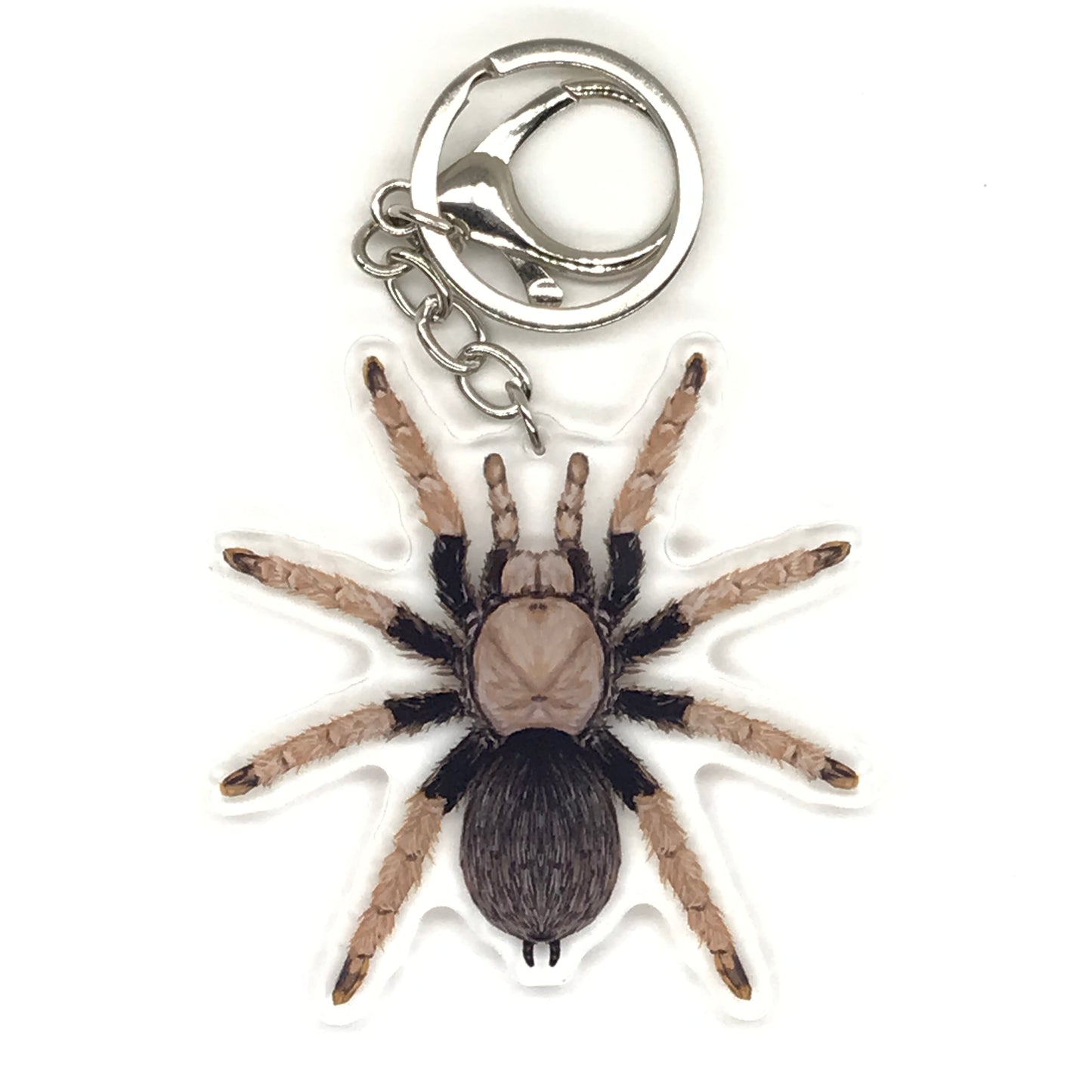 Arizona Blonde Tarantula Keychain, Aphonopelma Chalcodes Acrylic Charm from The Silk Ranch