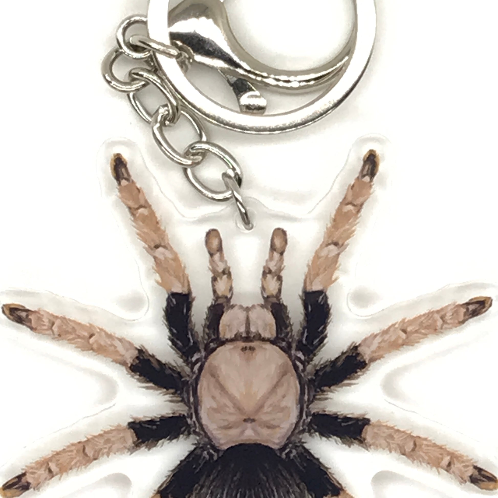 Arizona Blonde Tarantula Keychain, Aphonopelma Chalcodes Acrylic Charm from The Silk Ranch