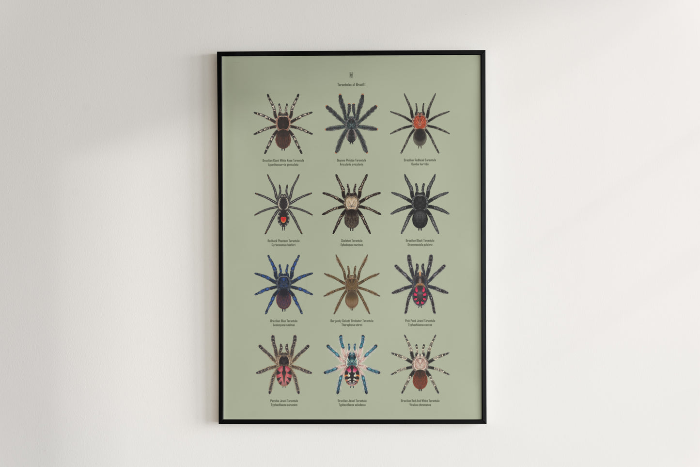 Tarantulas of Brazil I Poster from The Silk Ranch