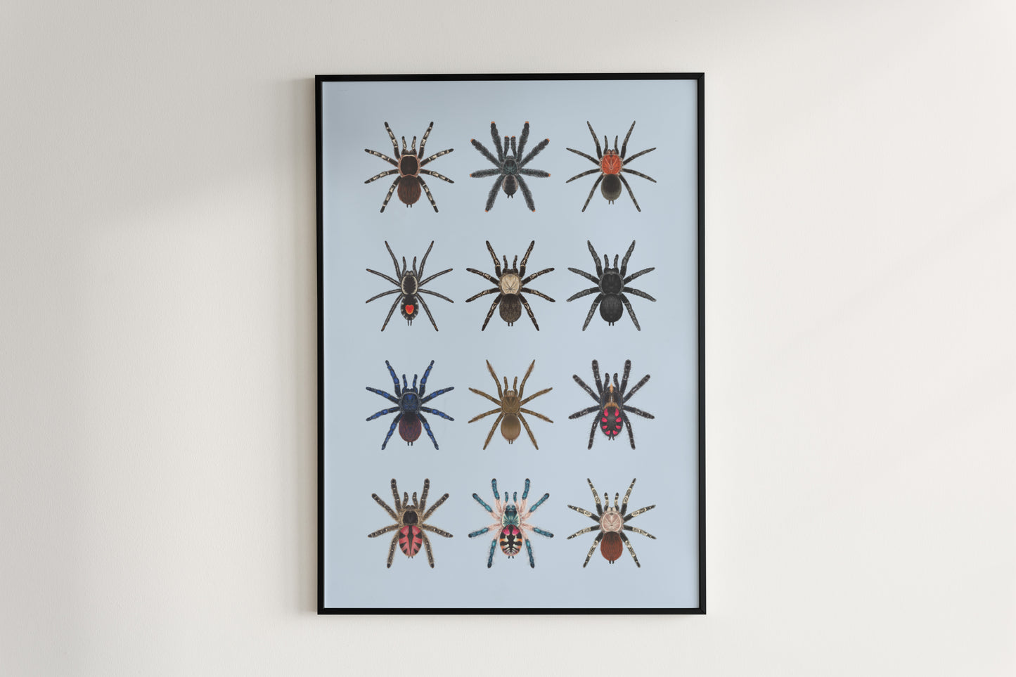 Tarantulas of Brazil I Poster from The Silk Ranch
