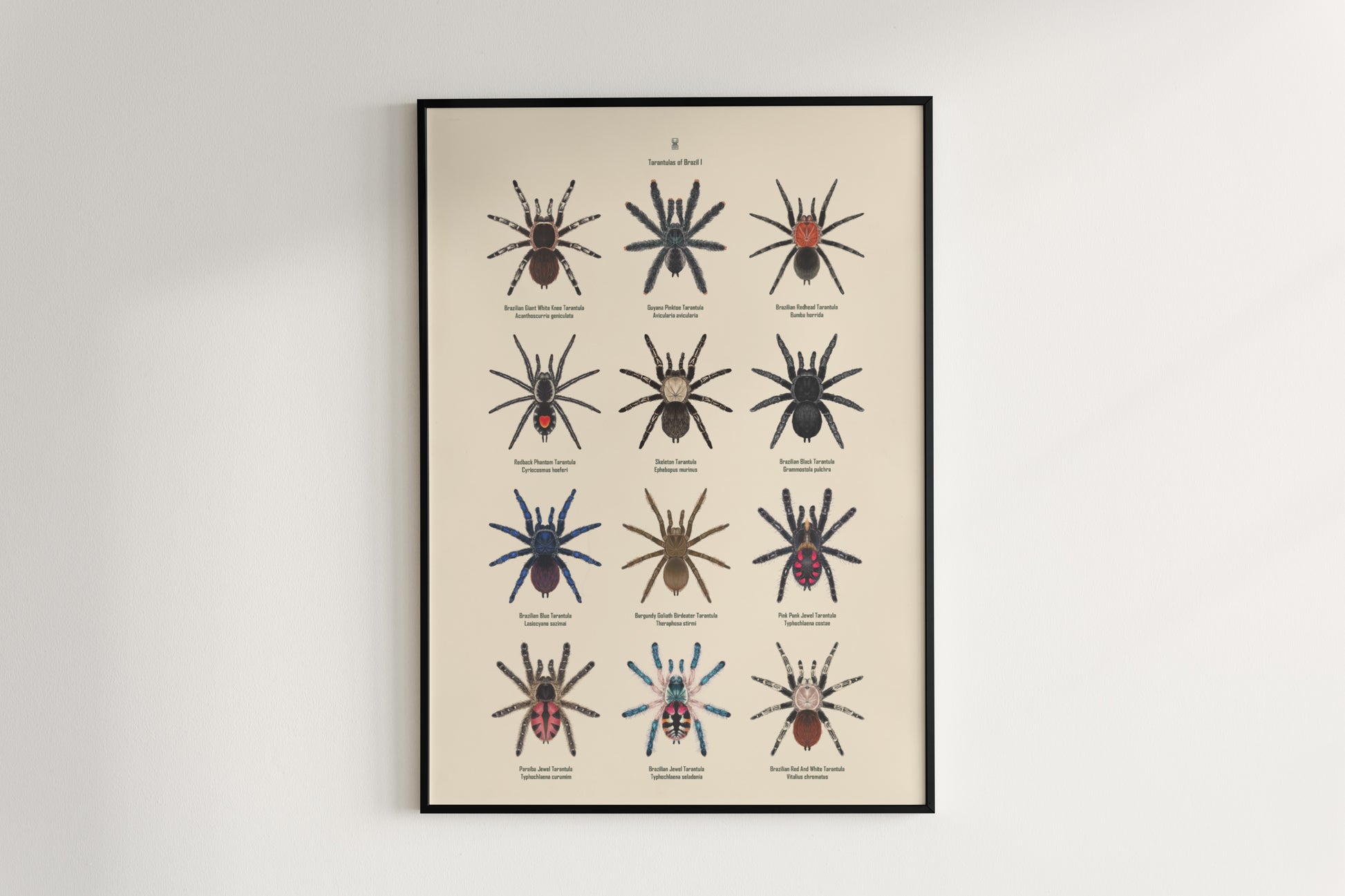 Tarantulas of Brazil I Poster from The Silk Ranch