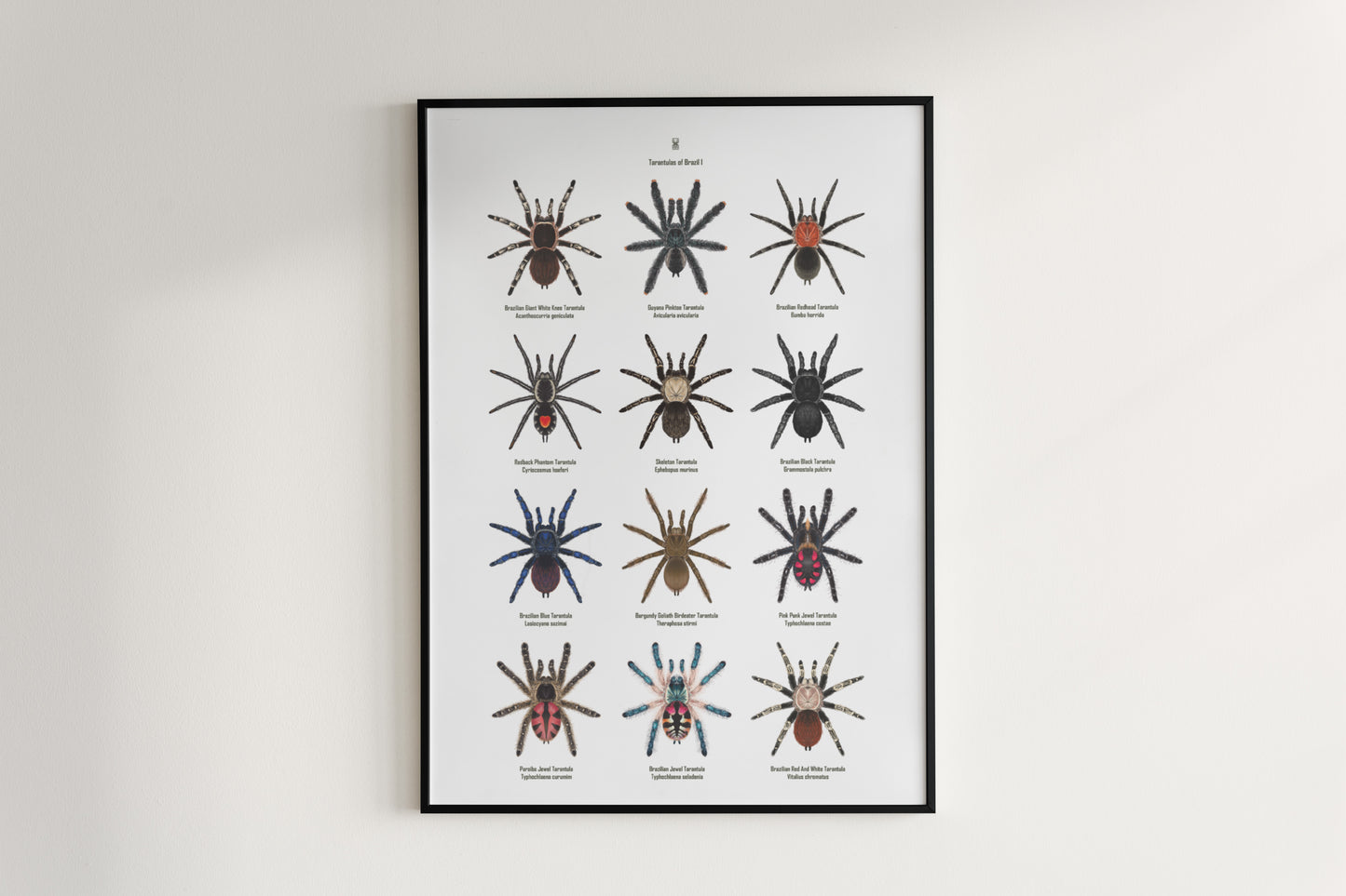 Tarantulas of Brazil I Poster from The Silk Ranch