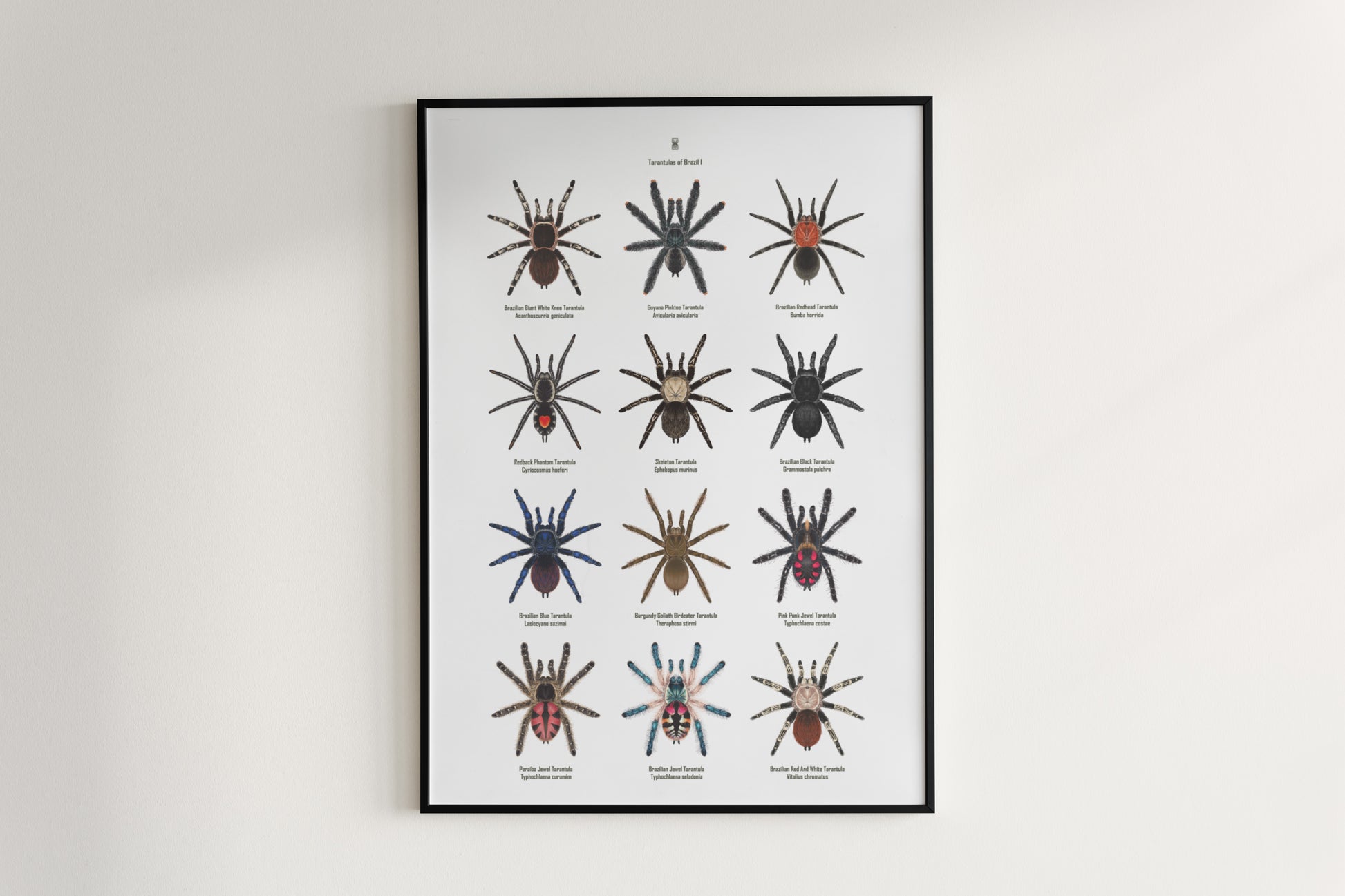 Tarantulas of Brazil I Poster from The Silk Ranch