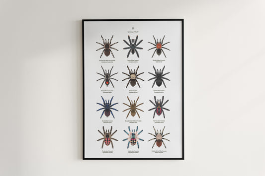 Tarantulas of Brazil I Poster from The Silk Ranch