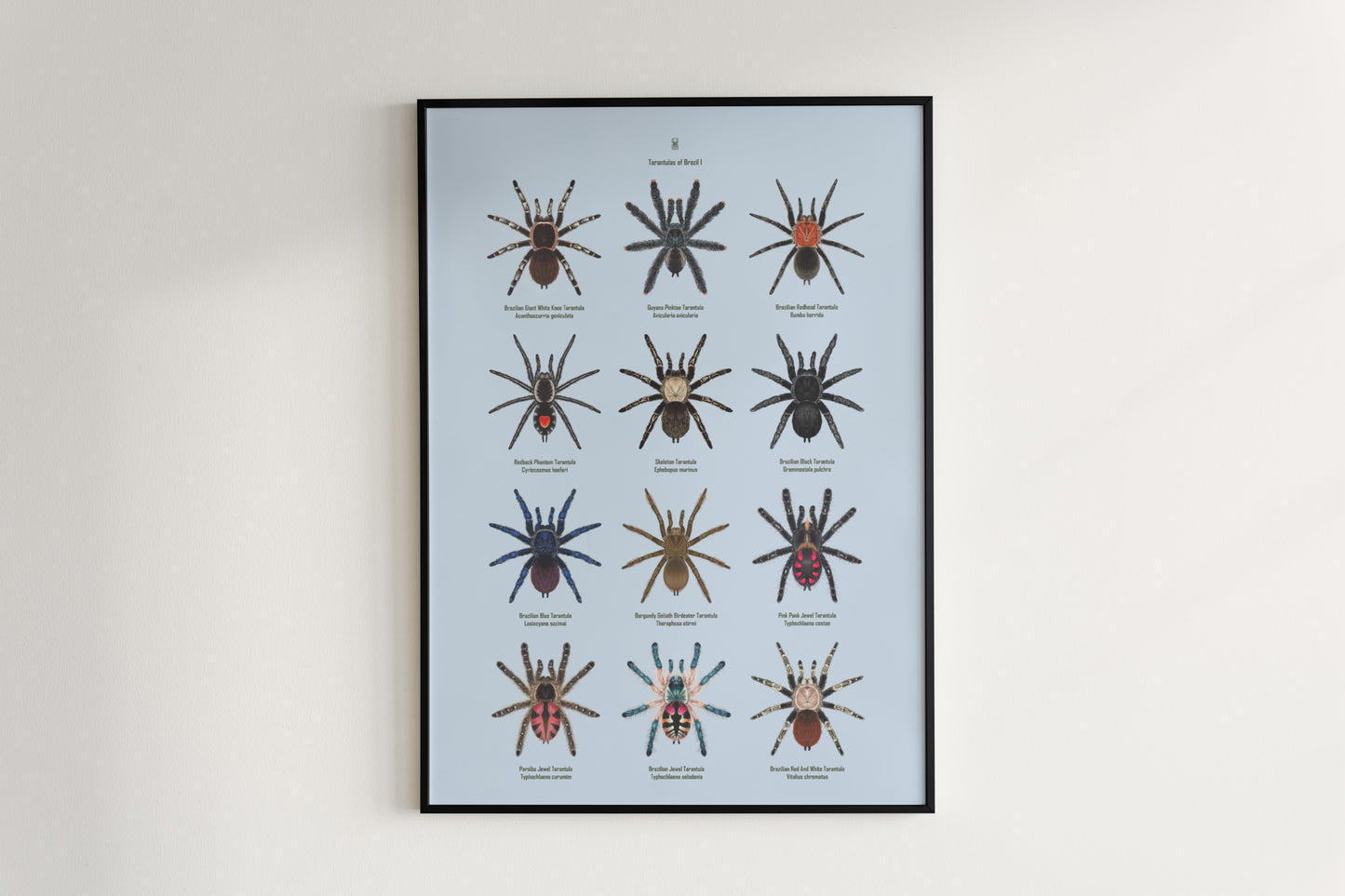 Tarantulas of Brazil I Poster from The Silk Ranch