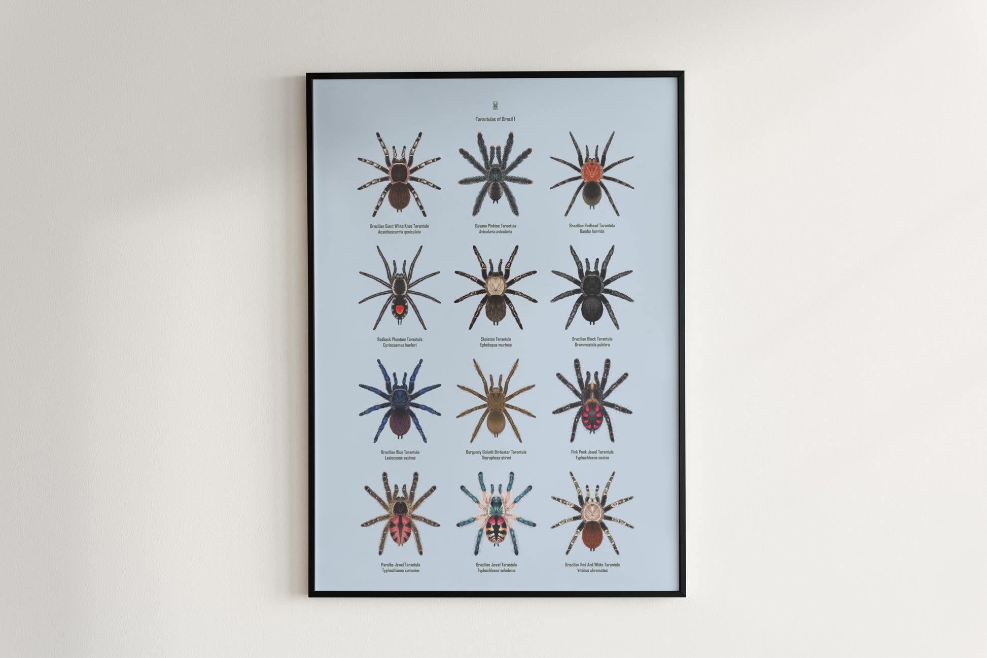 Tarantulas of Brazil I Poster from The Silk Ranch
