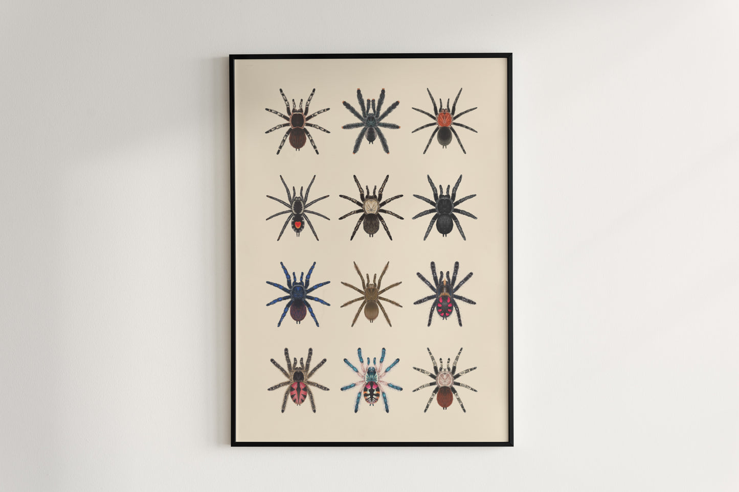 Tarantulas of Brazil I Poster from The Silk Ranch