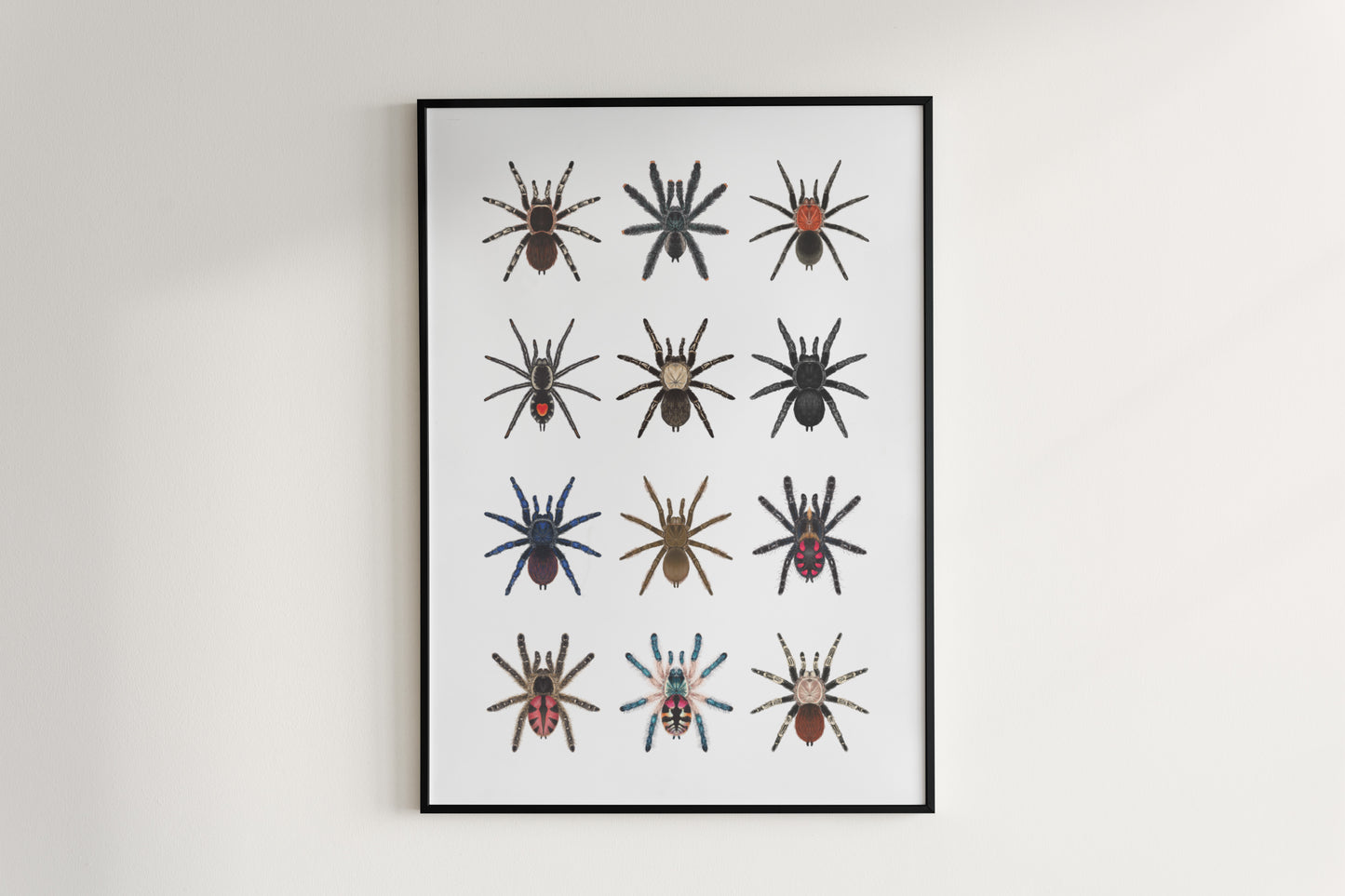 Tarantulas of Brazil I Poster from The Silk Ranch