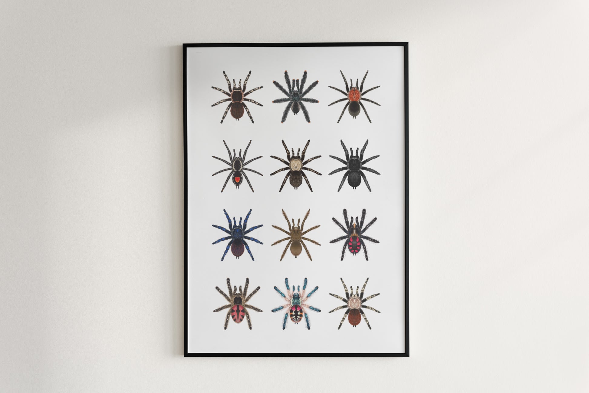 Tarantulas of Brazil I Poster from The Silk Ranch