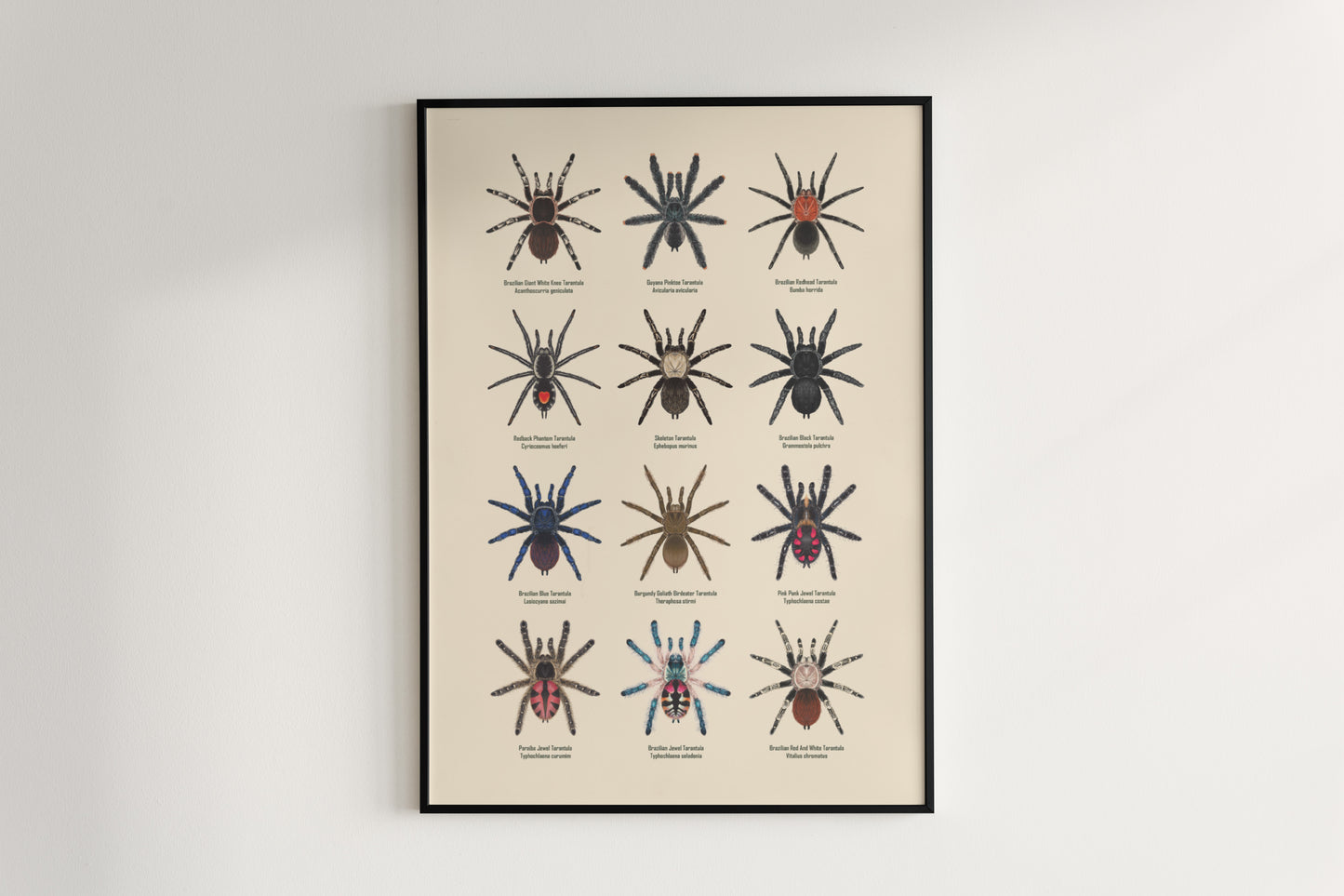 Tarantulas of Brazil I Poster from The Silk Ranch