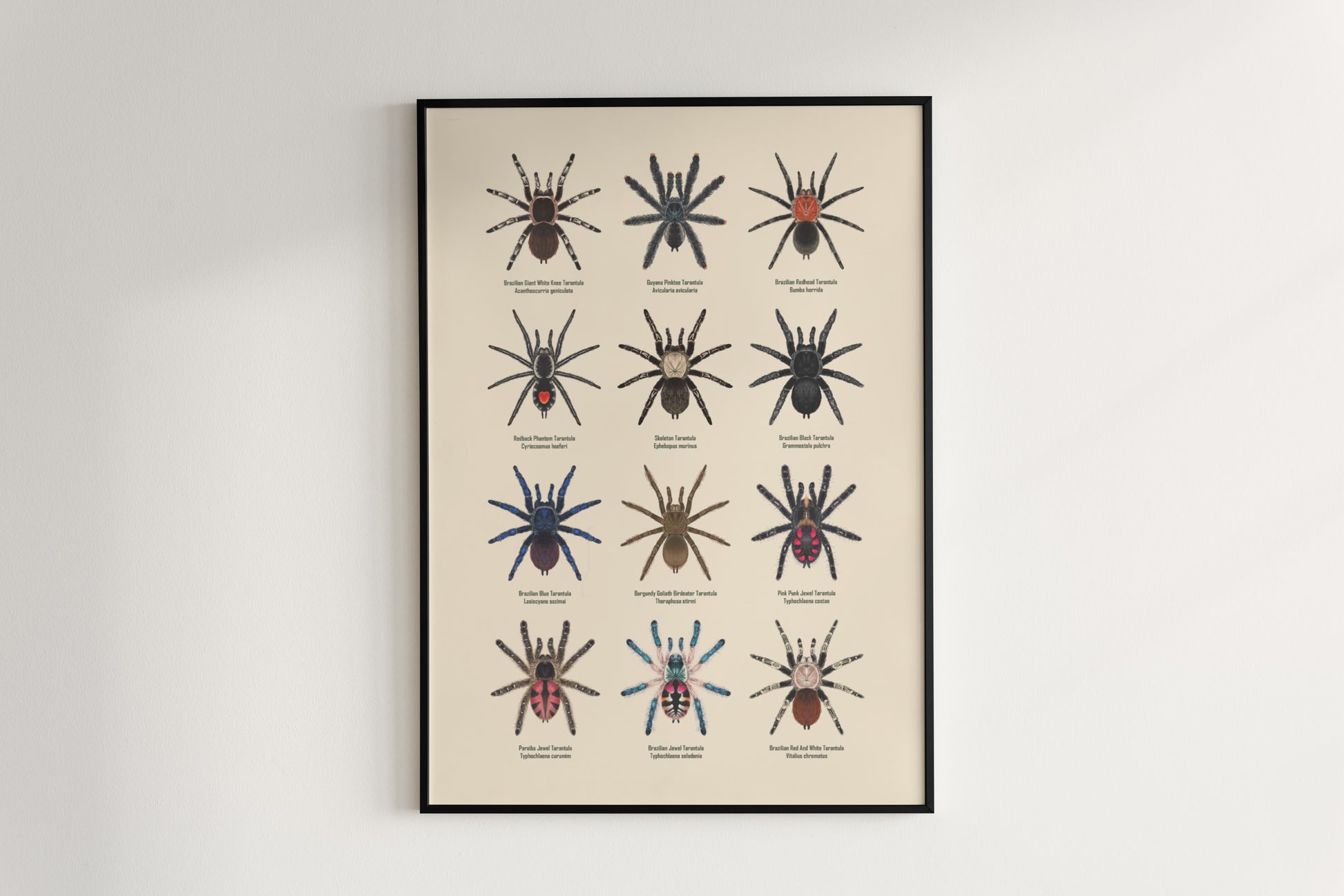 Tarantulas of Brazil I Poster from The Silk Ranch