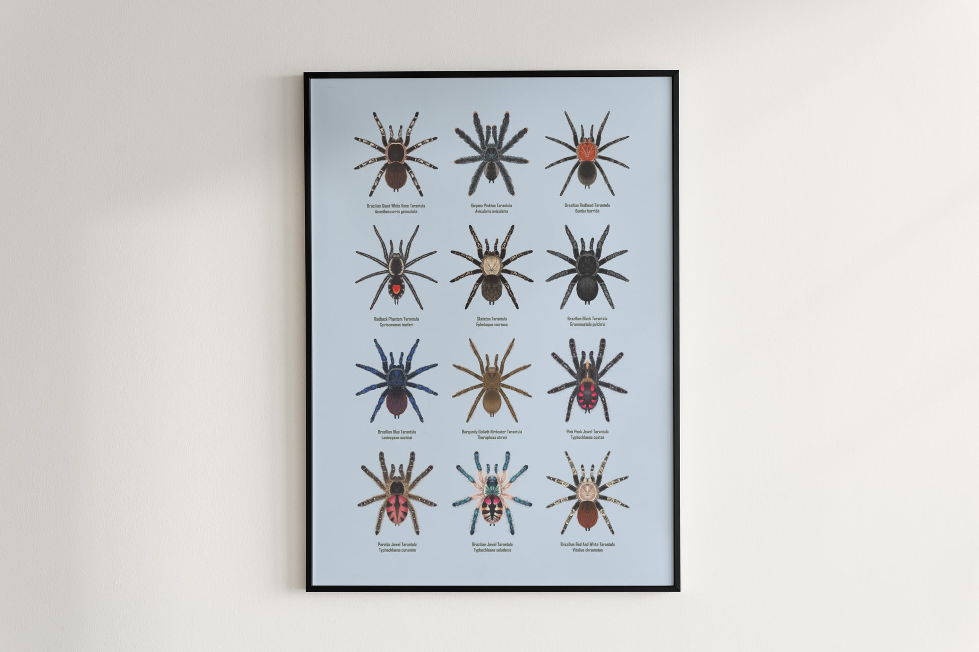 Tarantulas of Brazil I Poster from The Silk Ranch