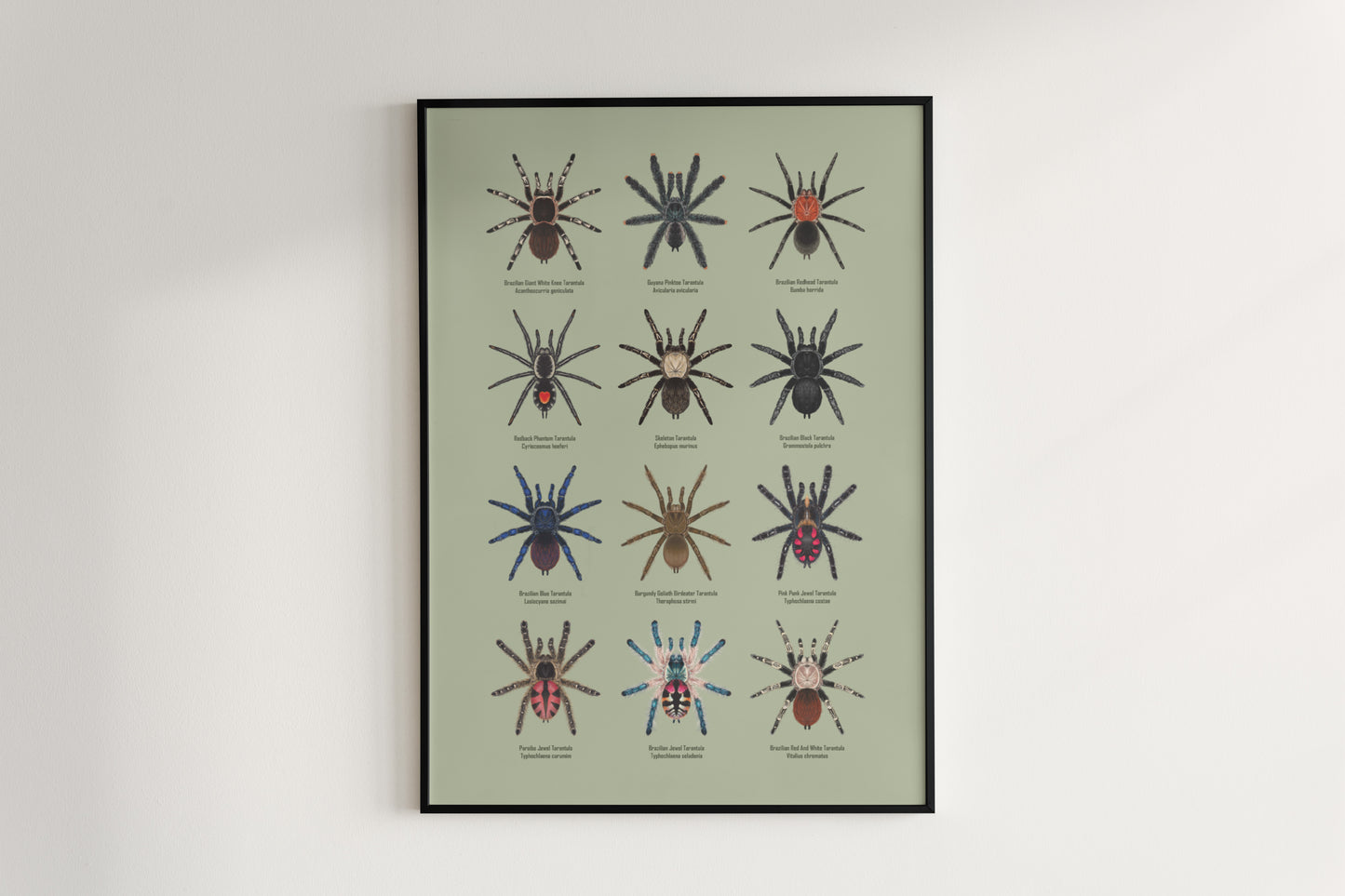 Tarantulas of Brazil I Poster from The Silk Ranch