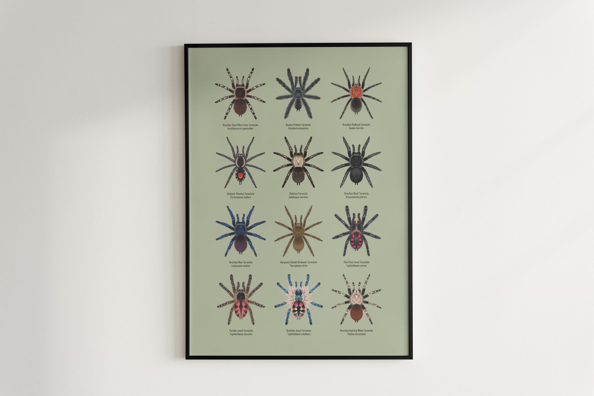 Tarantulas of Brazil I Poster from The Silk Ranch