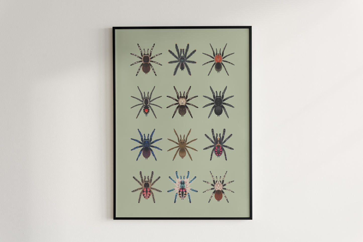 Tarantulas of Brazil I Poster from The Silk Ranch