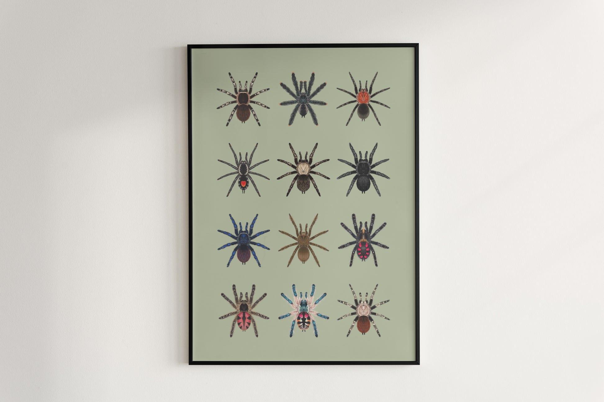 Tarantulas of Brazil I Poster from The Silk Ranch