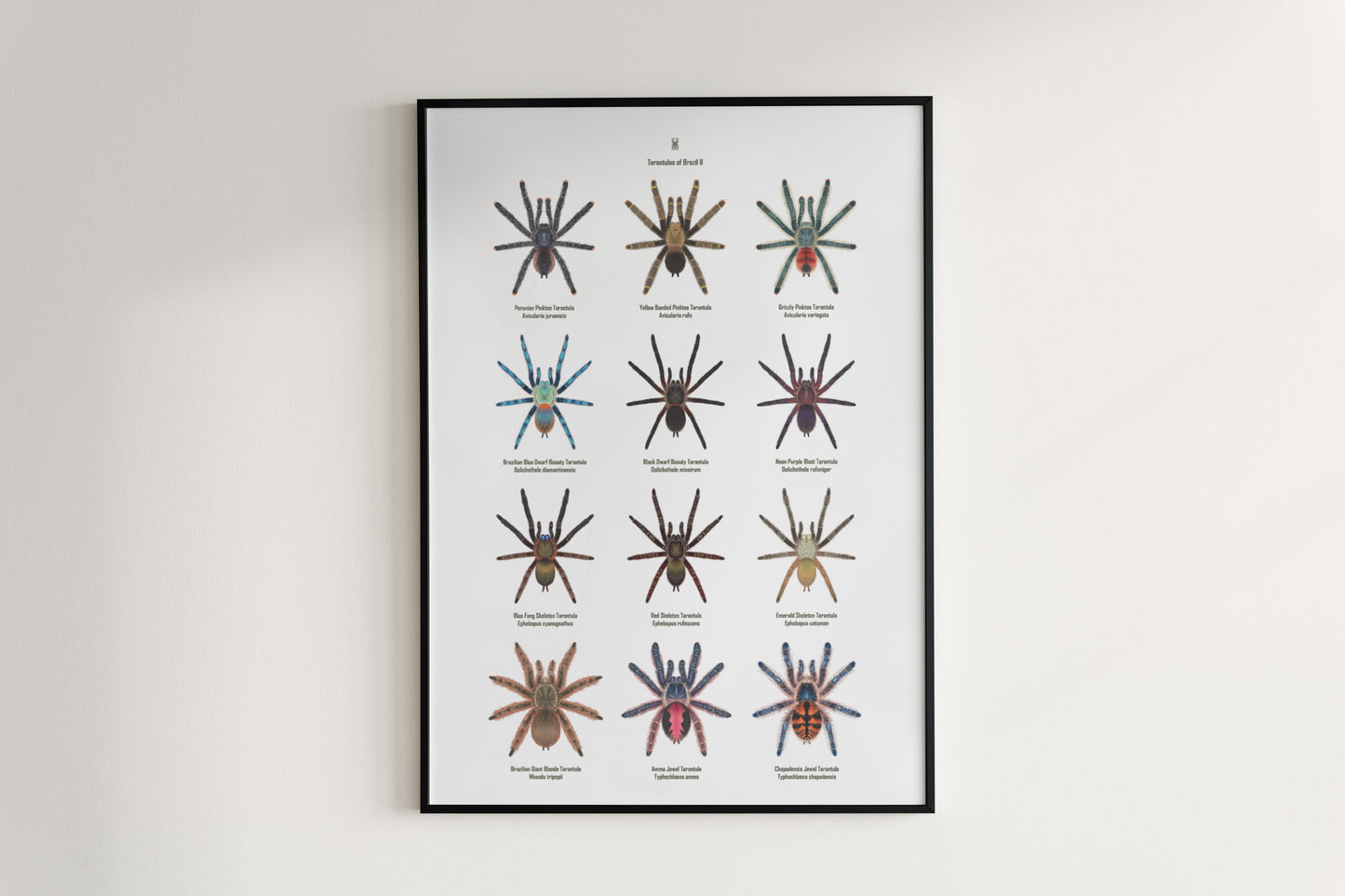 Tarantulas of Brazil II Poster from The Silk Ranch