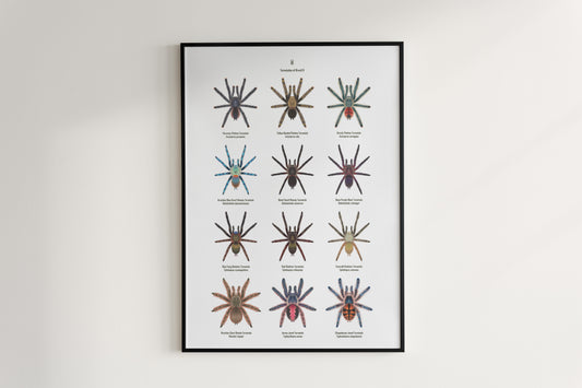 Tarantulas of Brazil II Poster from The Silk Ranch