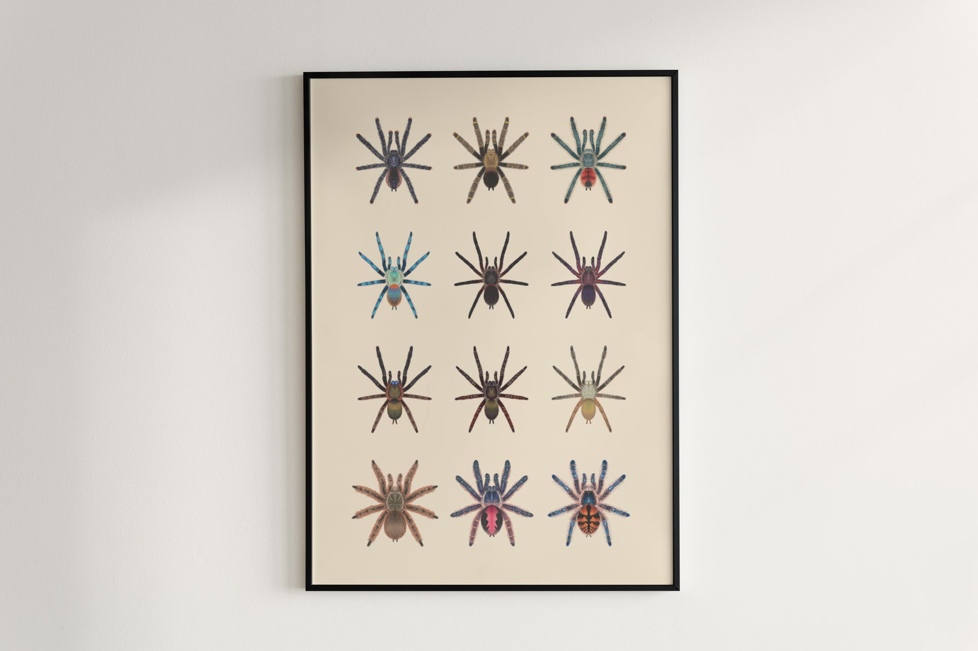 Tarantulas of Brazil II Poster from The Silk Ranch