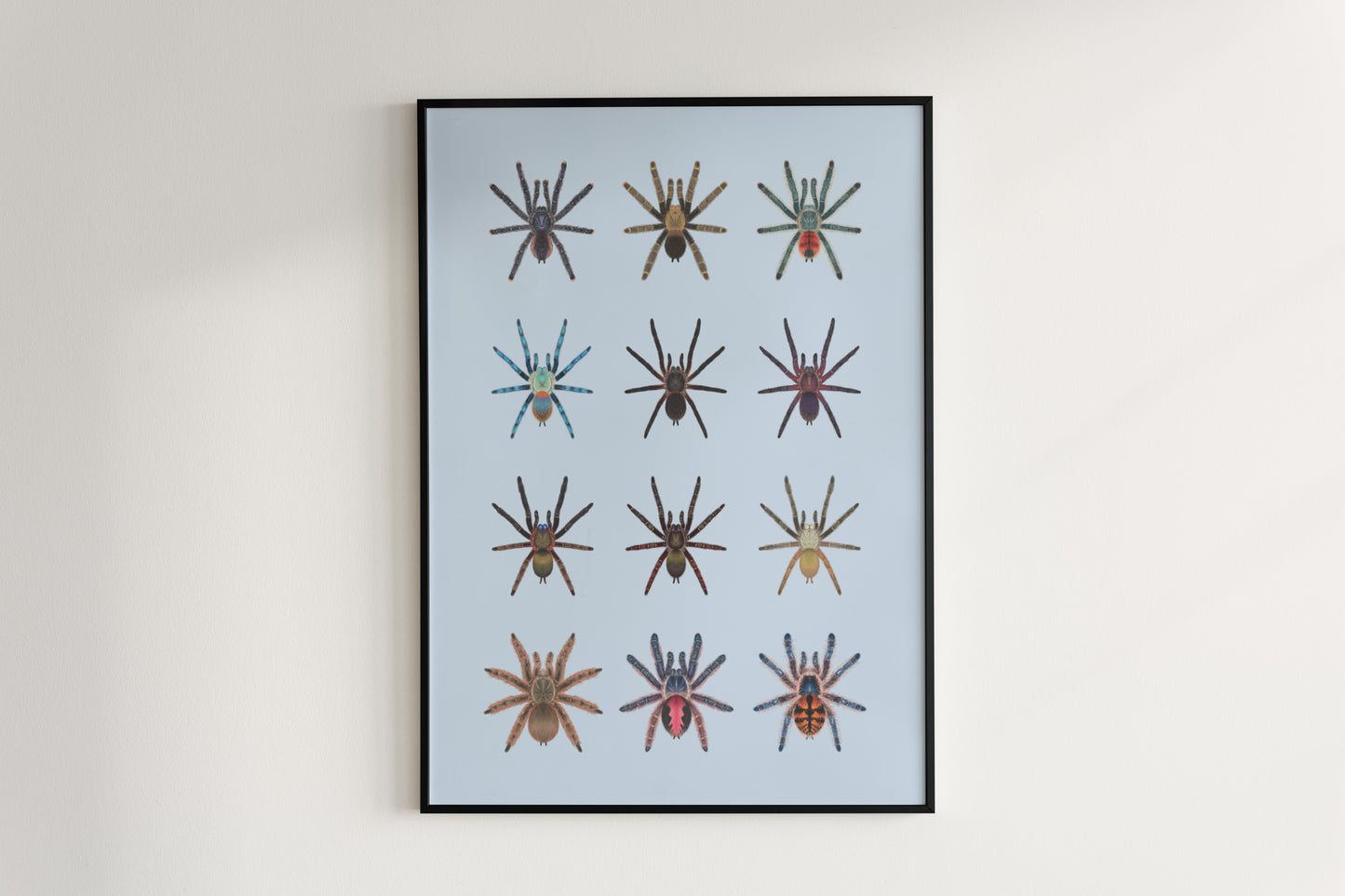 Tarantulas of Brazil II Poster from The Silk Ranch