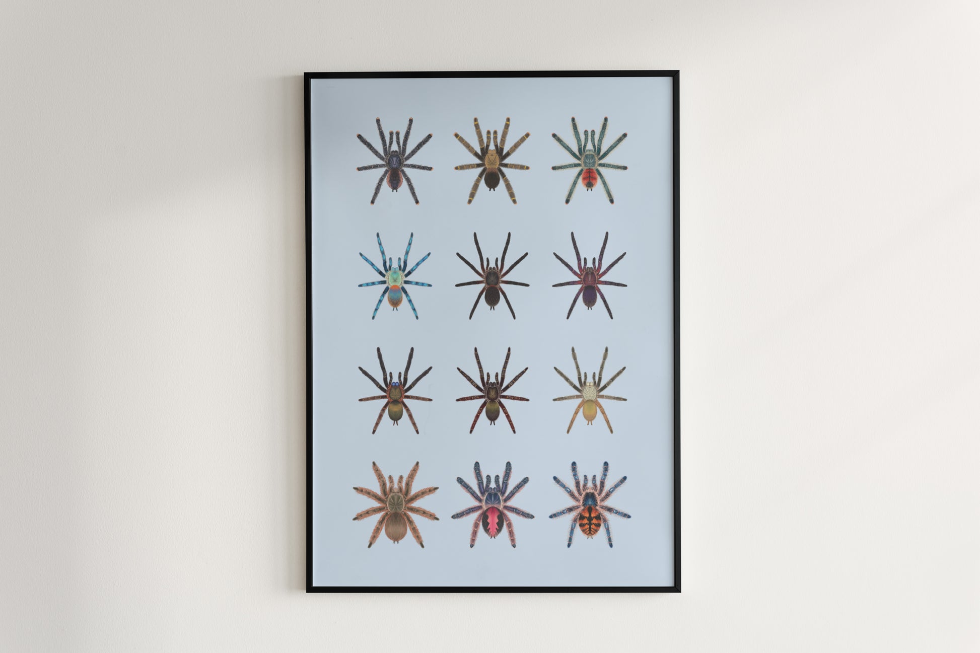Tarantulas of Brazil II Poster from The Silk Ranch