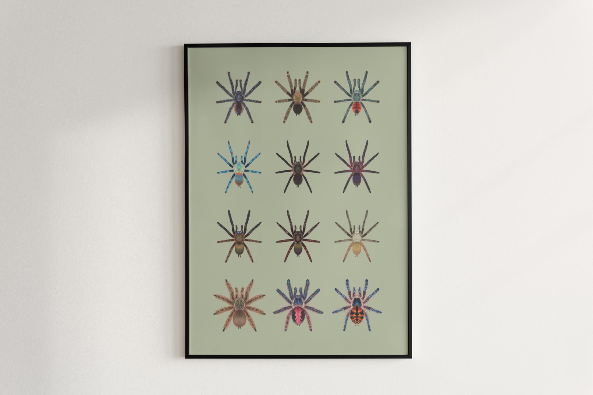 Tarantulas of Brazil II Poster from The Silk Ranch