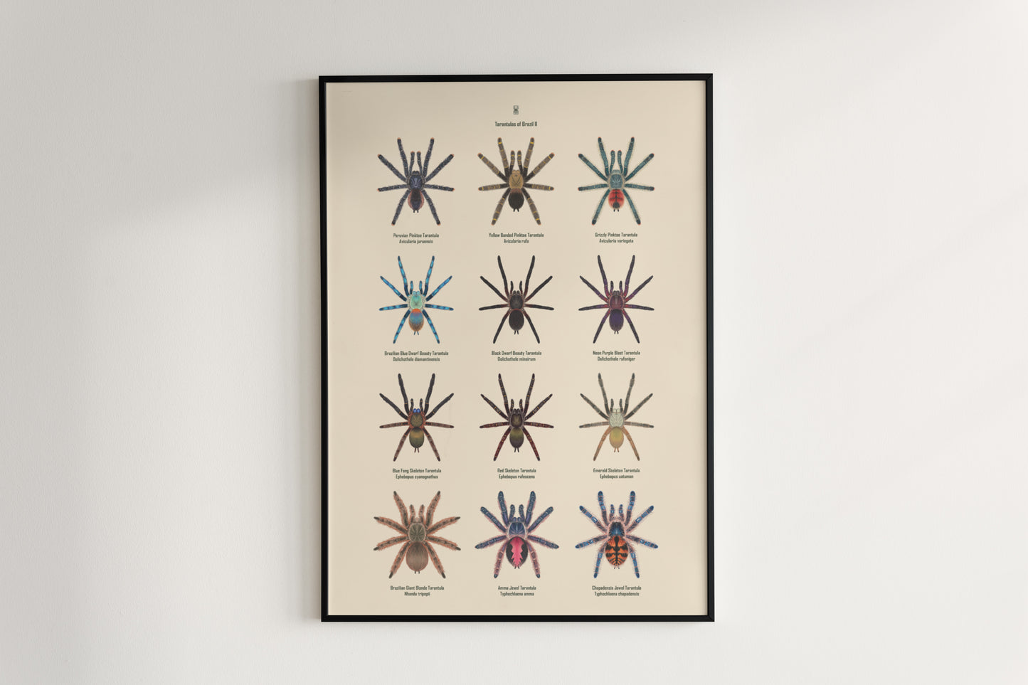 Tarantulas of Brazil II Poster from The Silk Ranch