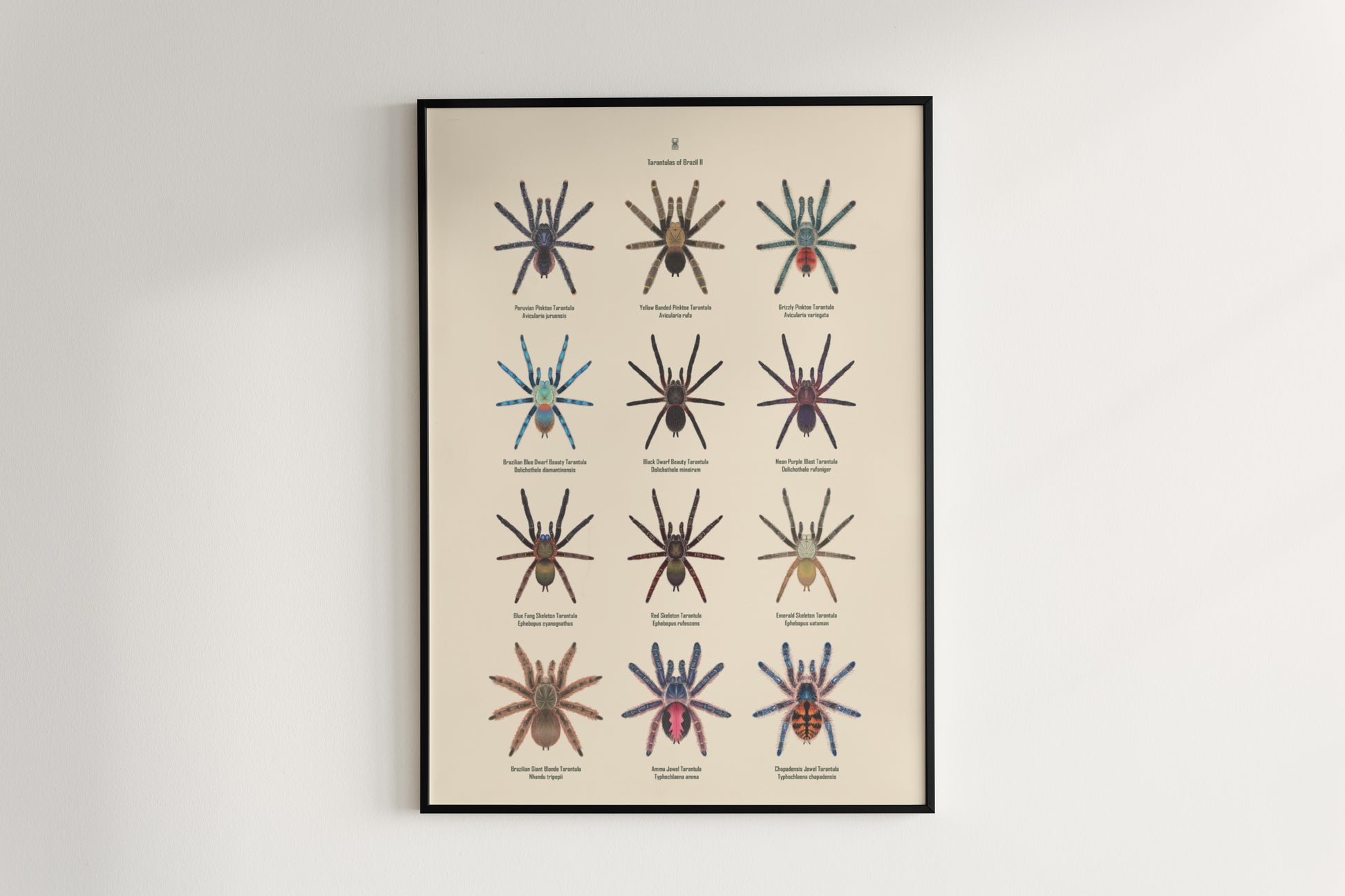 Tarantulas of Brazil II Poster from The Silk Ranch