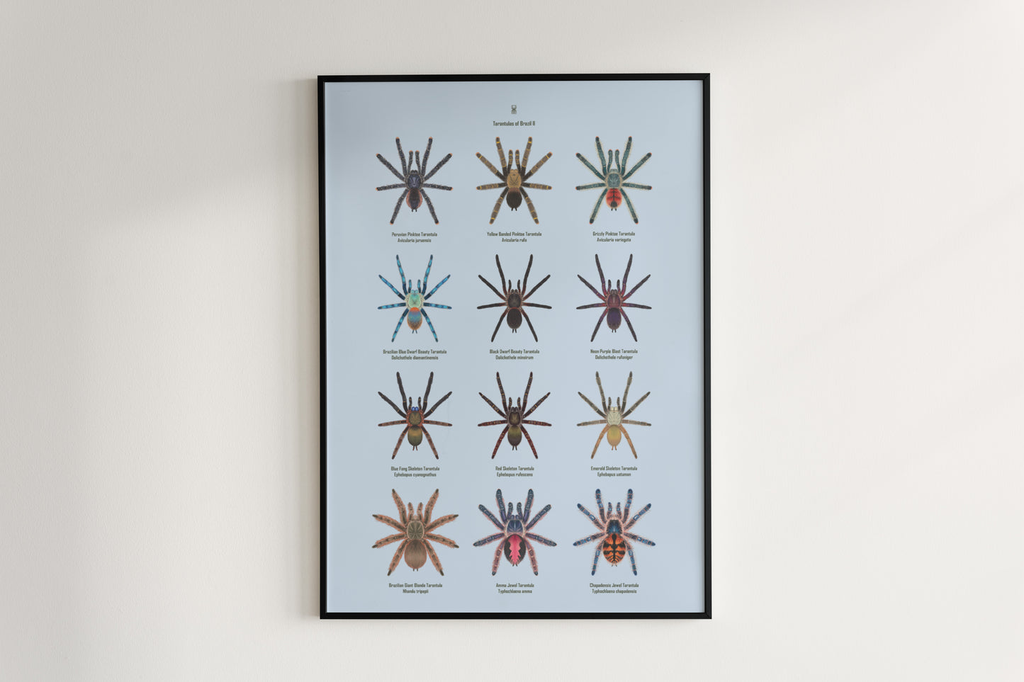 Tarantulas of Brazil II Poster from The Silk Ranch