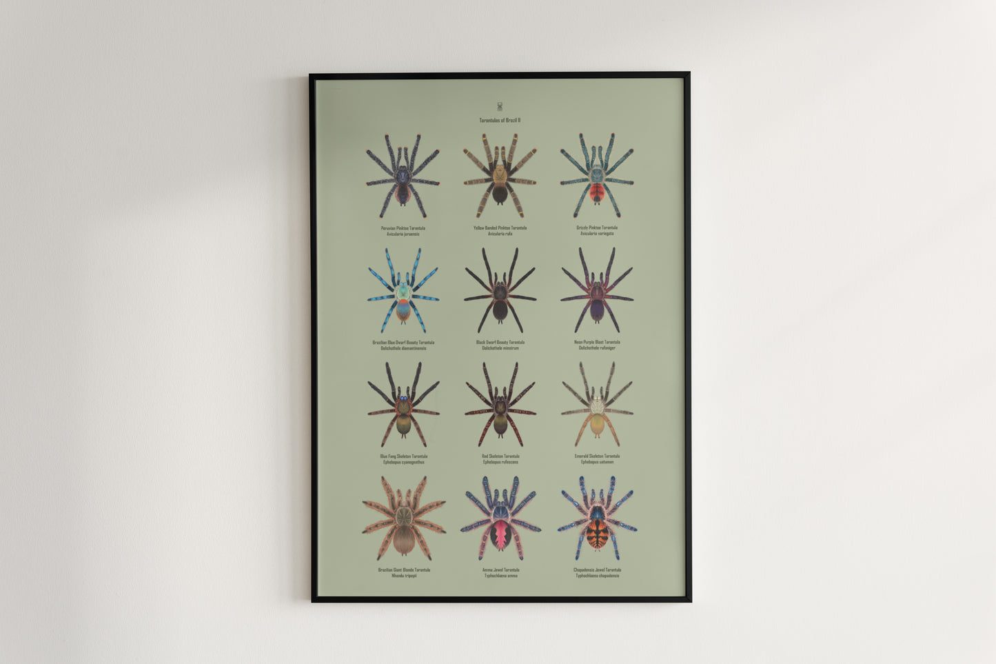 Tarantulas of Brazil II Poster from The Silk Ranch
