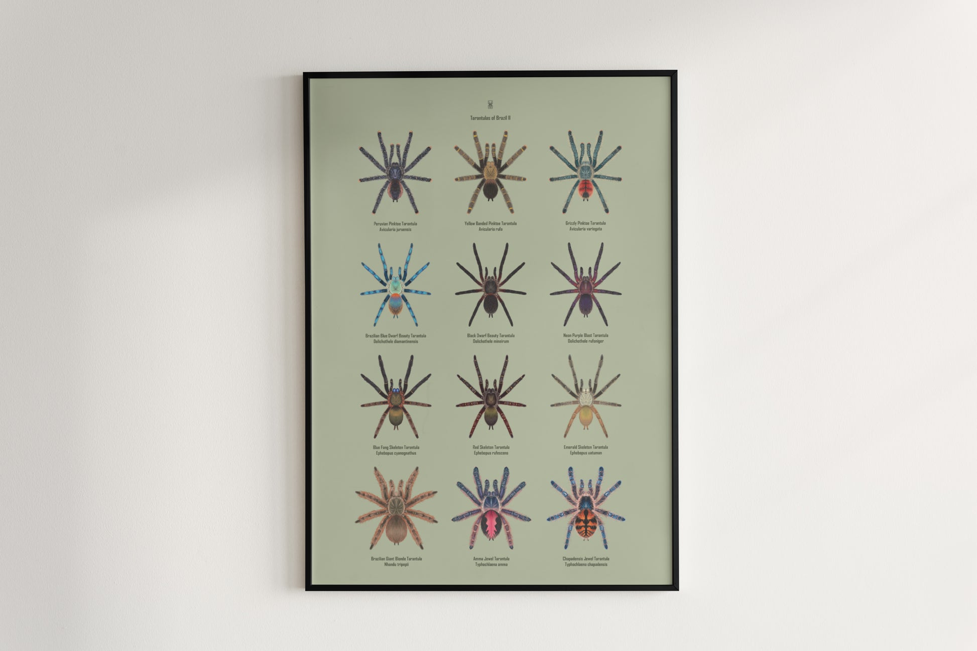 Tarantulas of Brazil II Poster from The Silk Ranch