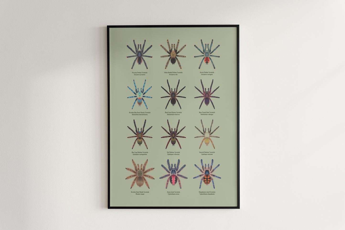 Tarantulas of Brazil II Poster from The Silk Ranch
