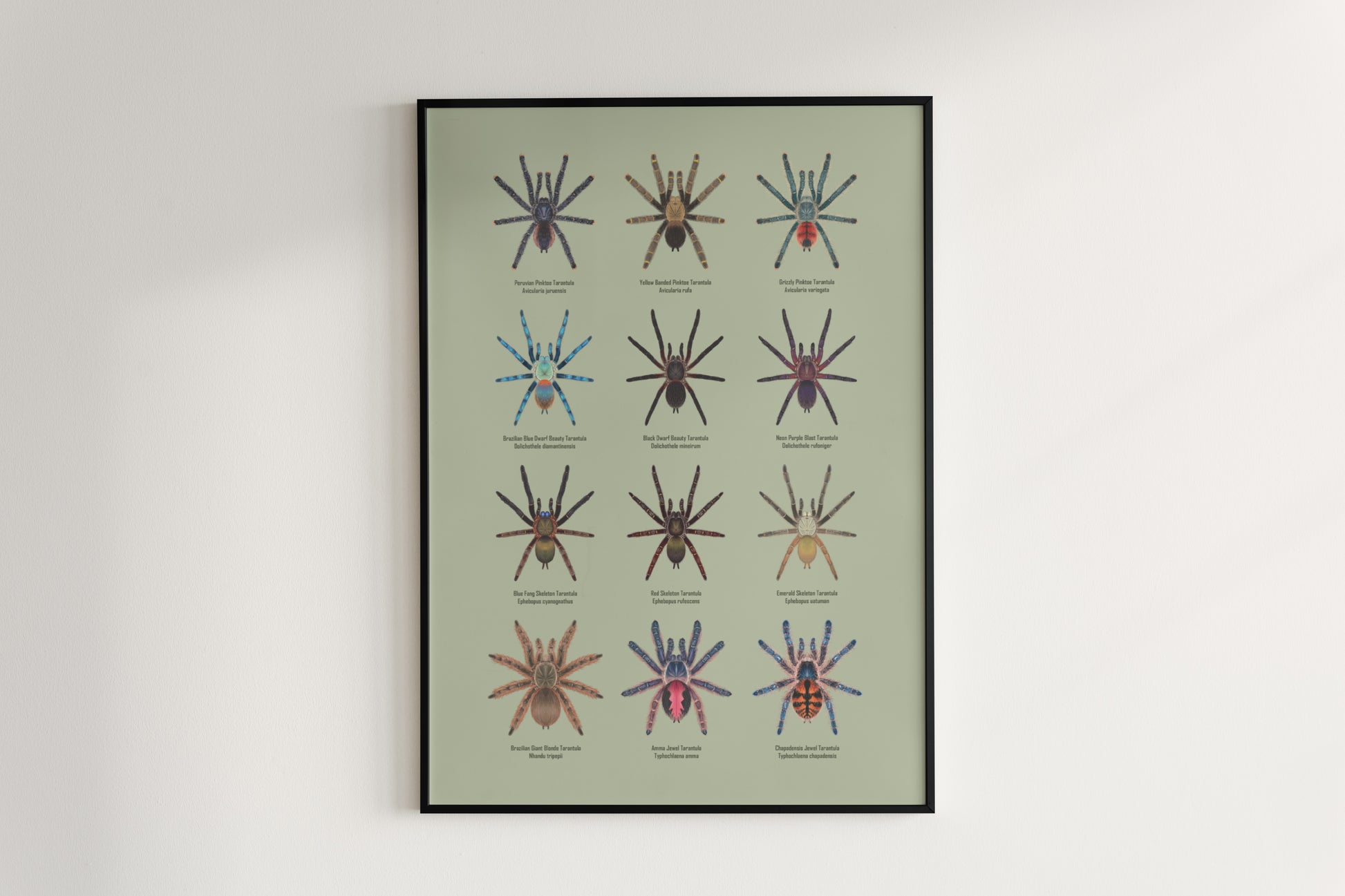Tarantulas of Brazil II Poster from The Silk Ranch