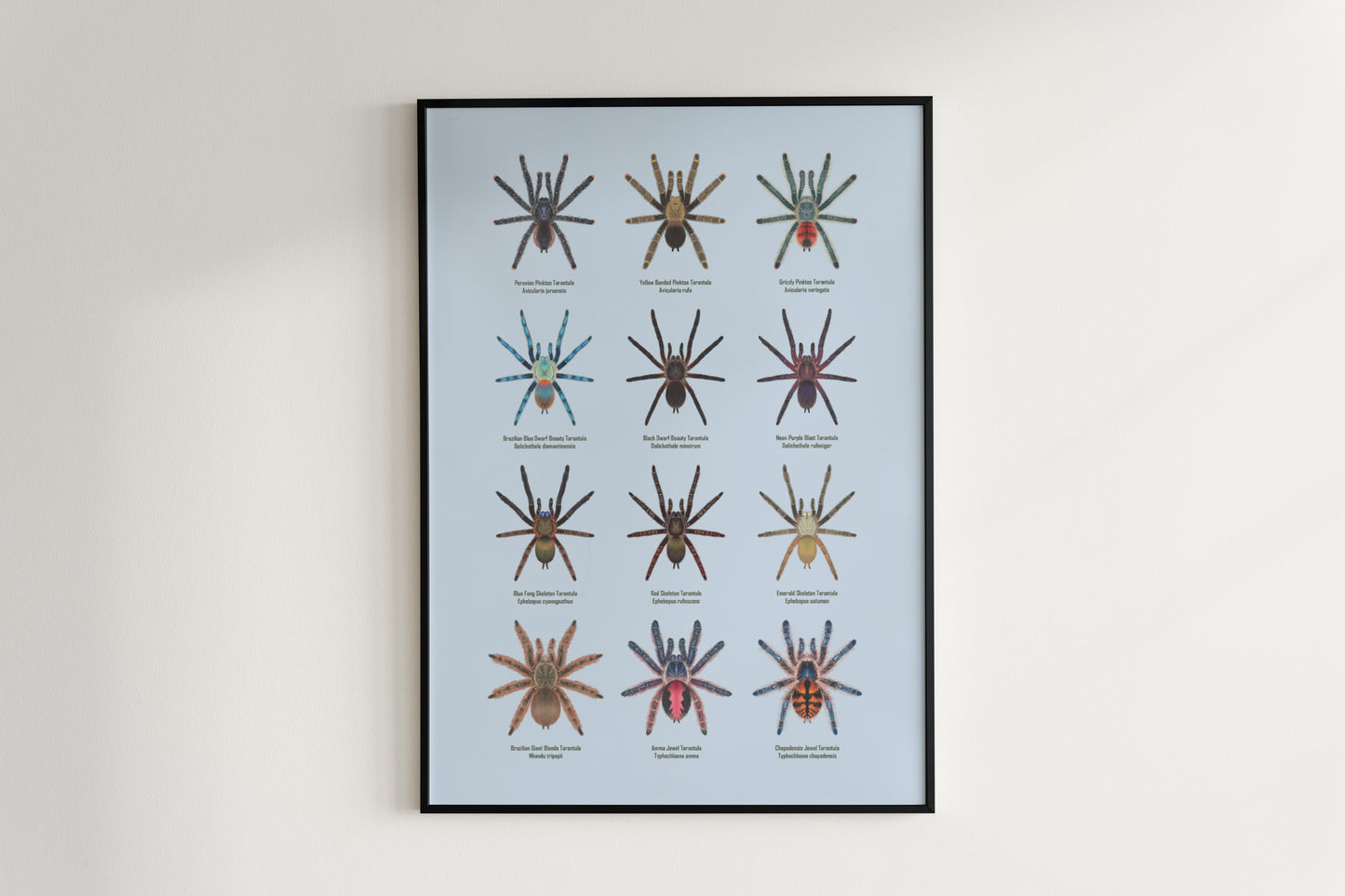 Tarantulas of Brazil II Poster from The Silk Ranch