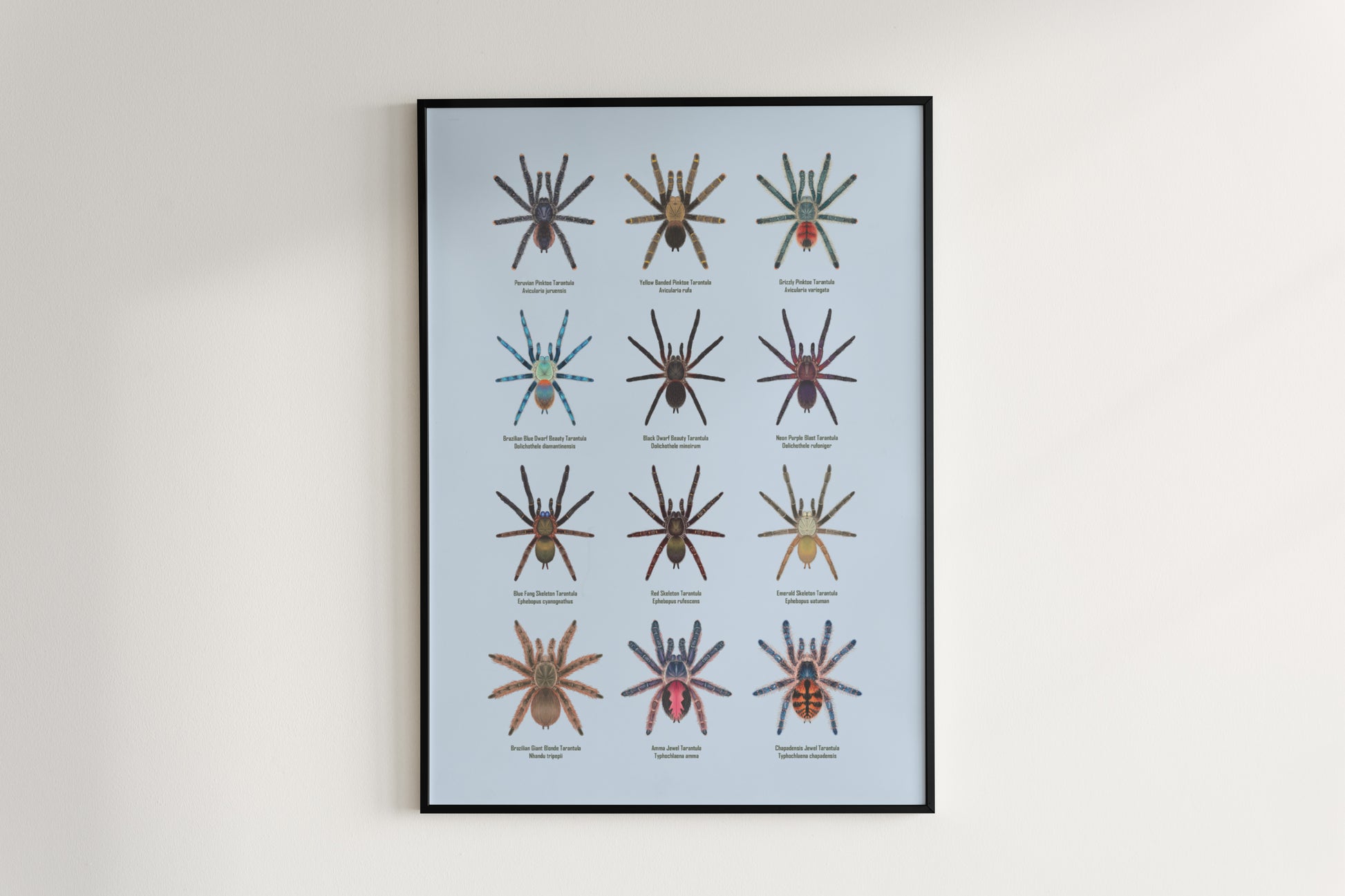 Tarantulas of Brazil II Poster from The Silk Ranch