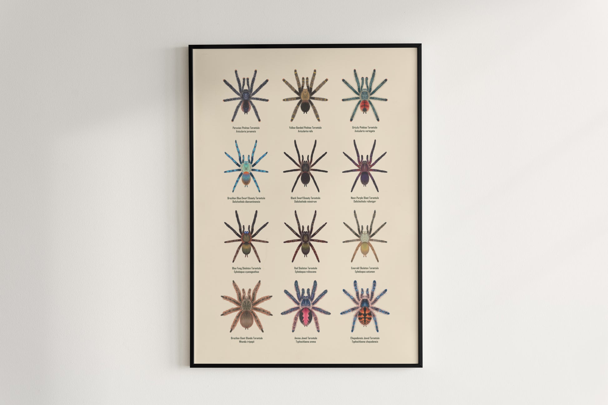 Tarantulas of Brazil II Poster from The Silk Ranch