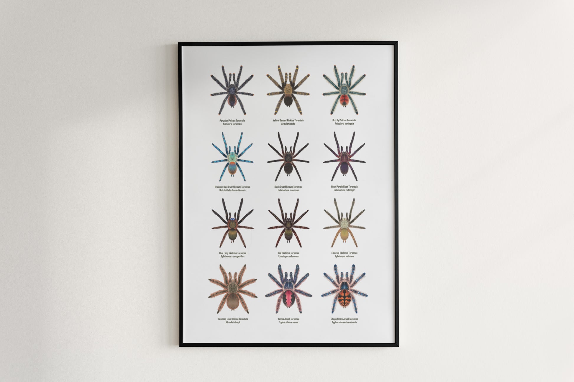Tarantulas of Brazil II Poster from The Silk Ranch