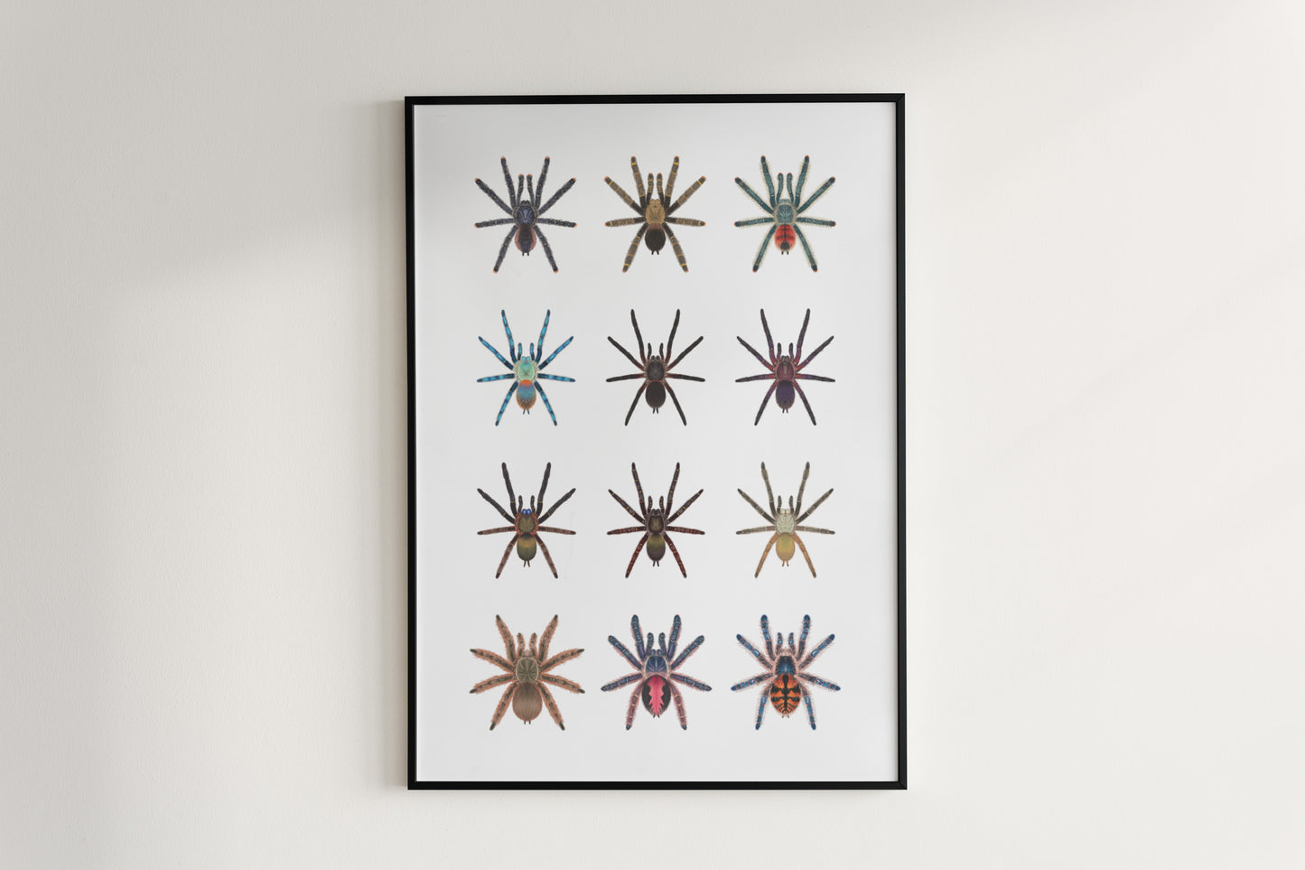 Tarantulas of Brazil II Poster from The Silk Ranch