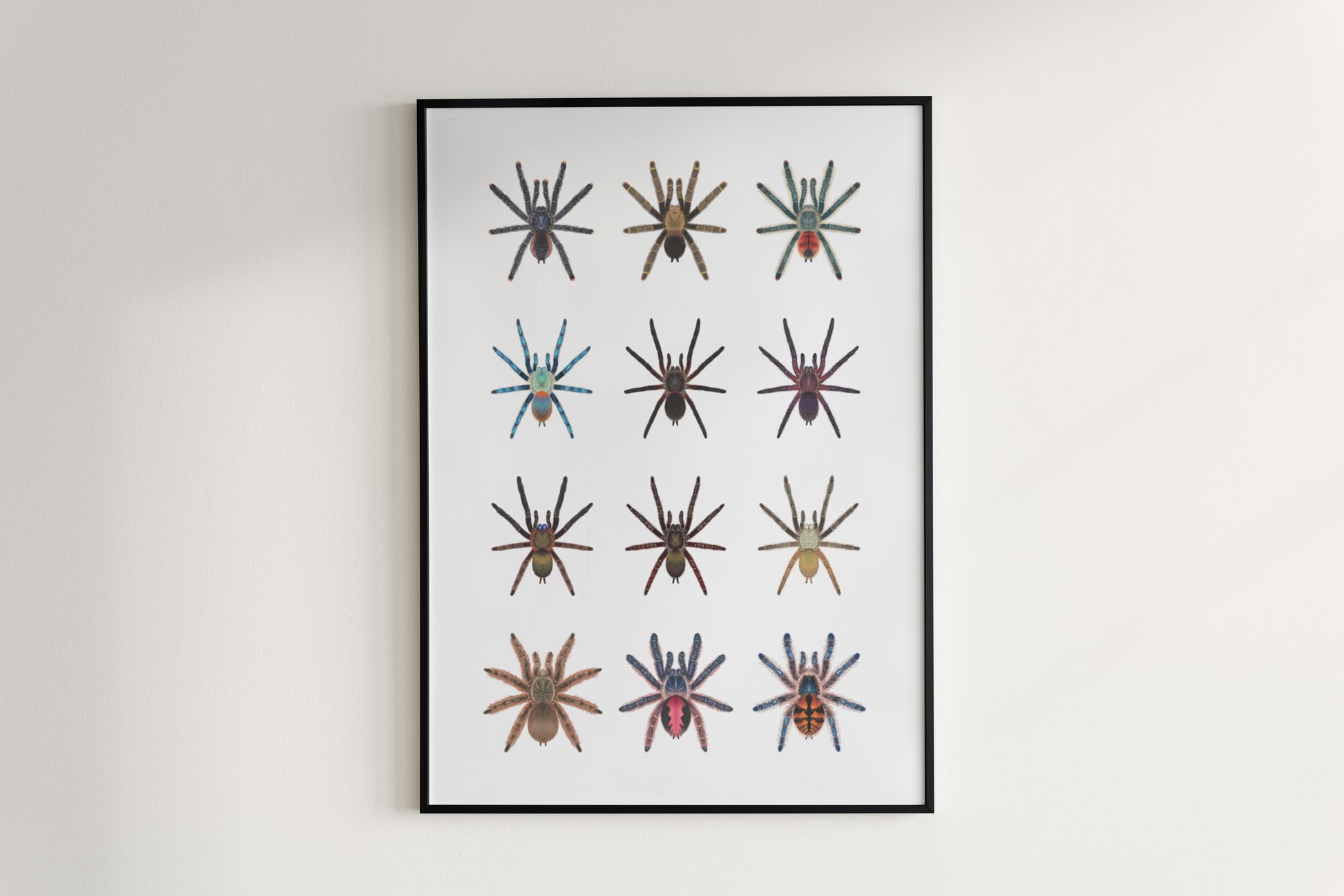 Tarantulas of Brazil II Poster from The Silk Ranch
