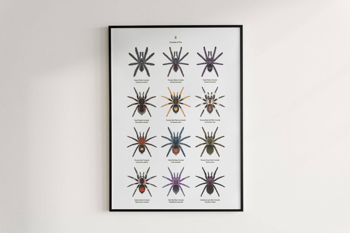 Tarantulas of Peru Poster from The Silk Ranch