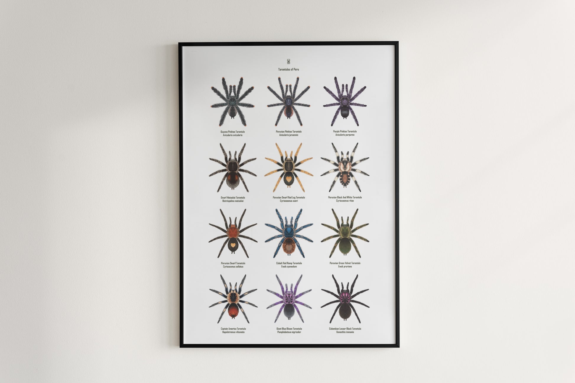 Tarantulas of Peru Poster from The Silk Ranch