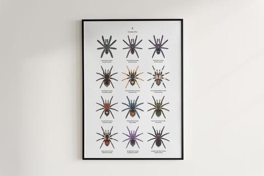 Tarantulas of Peru Poster from The Silk Ranch