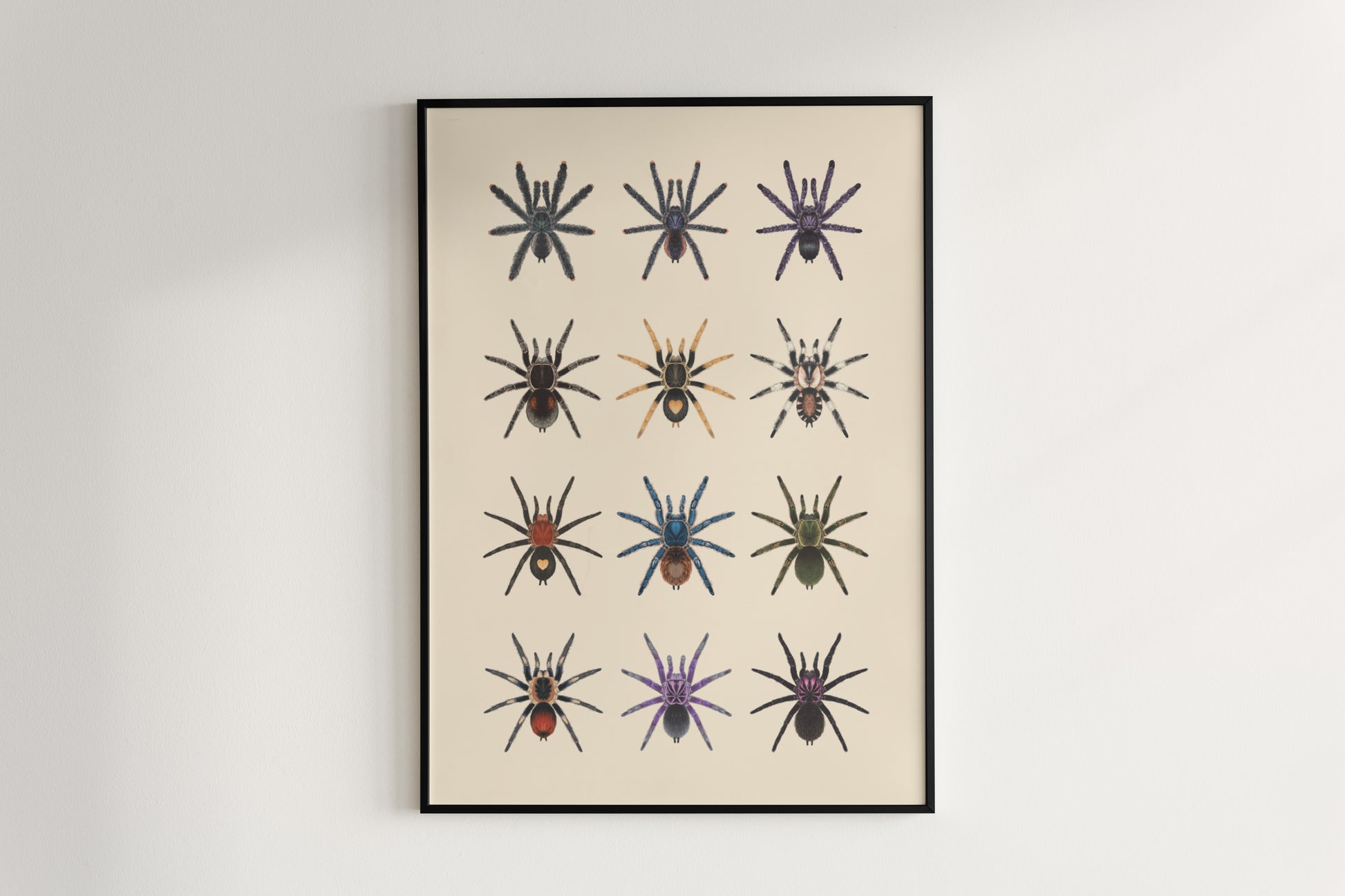 Tarantulas of Peru Poster from The Silk Ranch