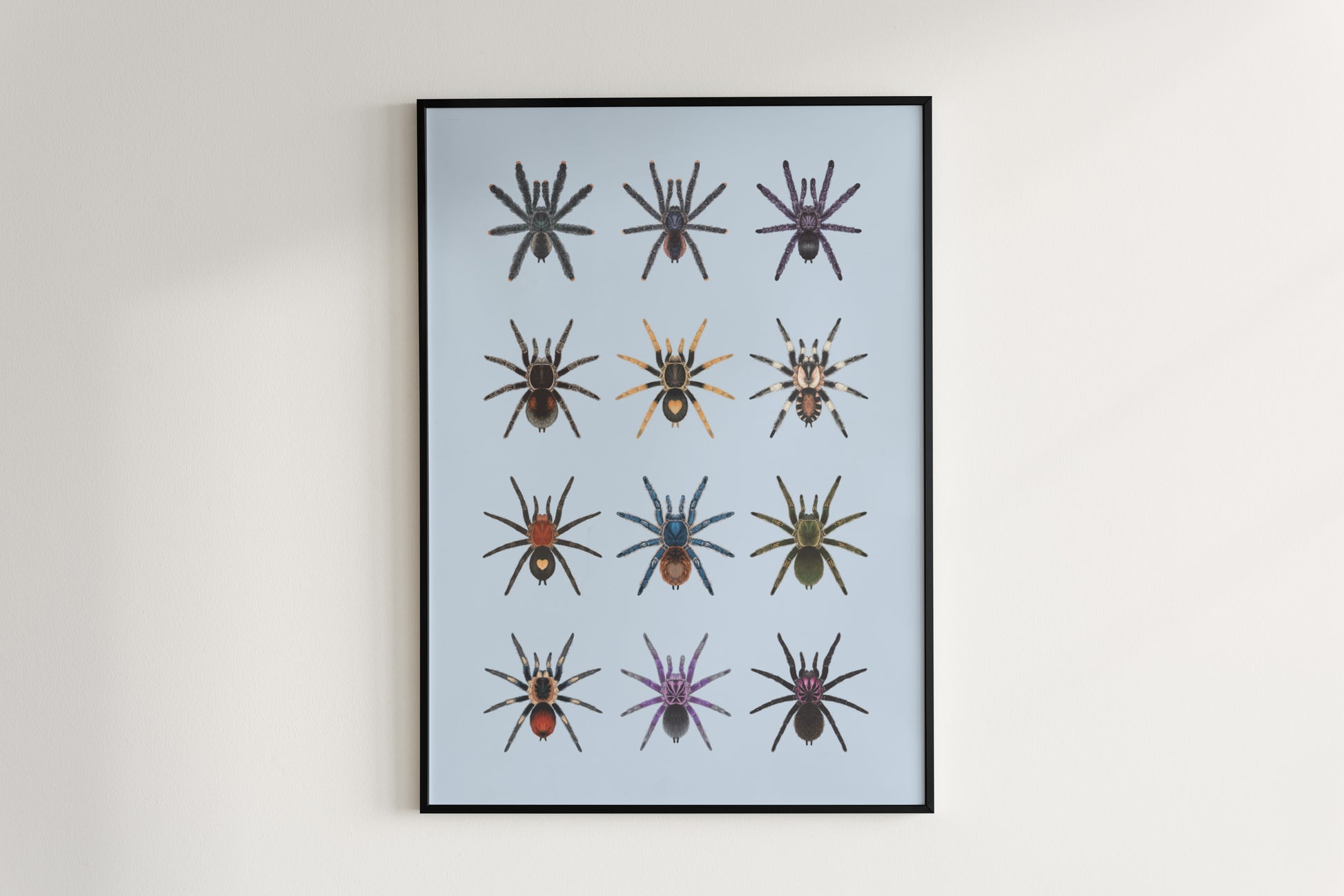 Tarantulas of Peru Poster from The Silk Ranch