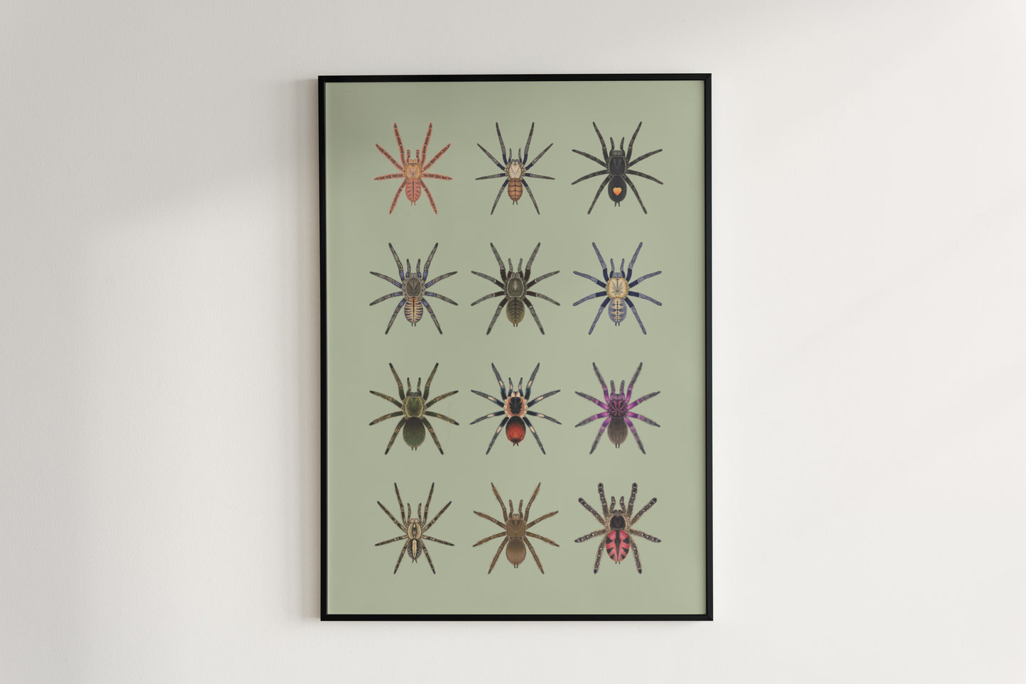 Tarantulas of Peru Poster from The Silk Ranch