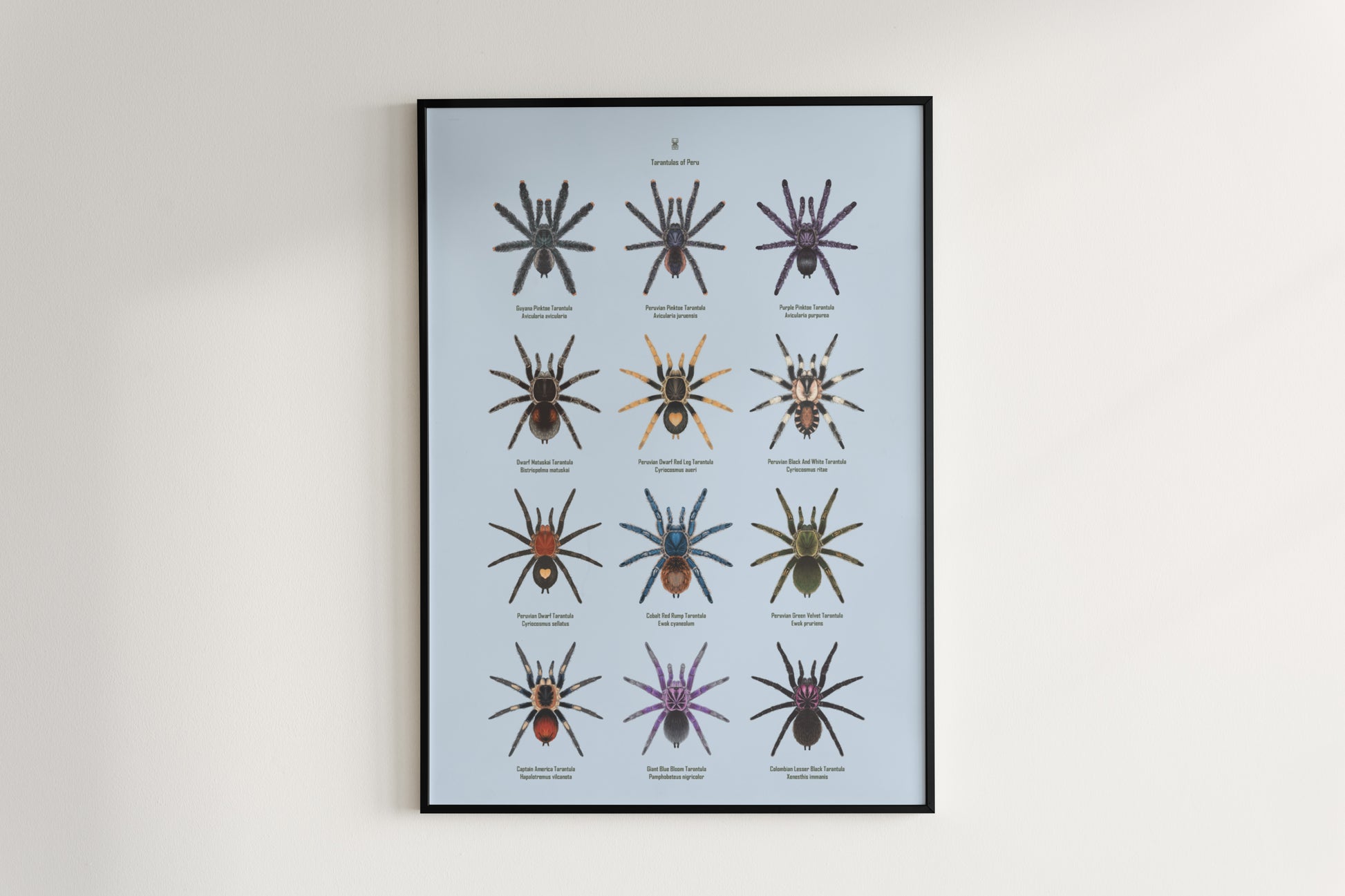 Tarantulas of Peru Poster from The Silk Ranch