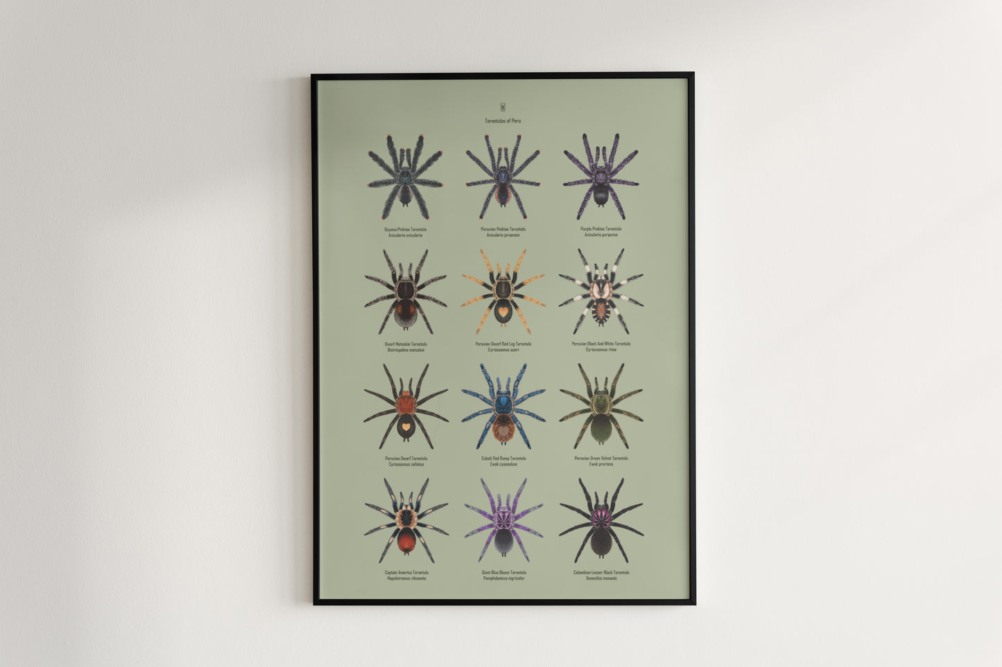 Tarantulas of Peru Poster from The Silk Ranch