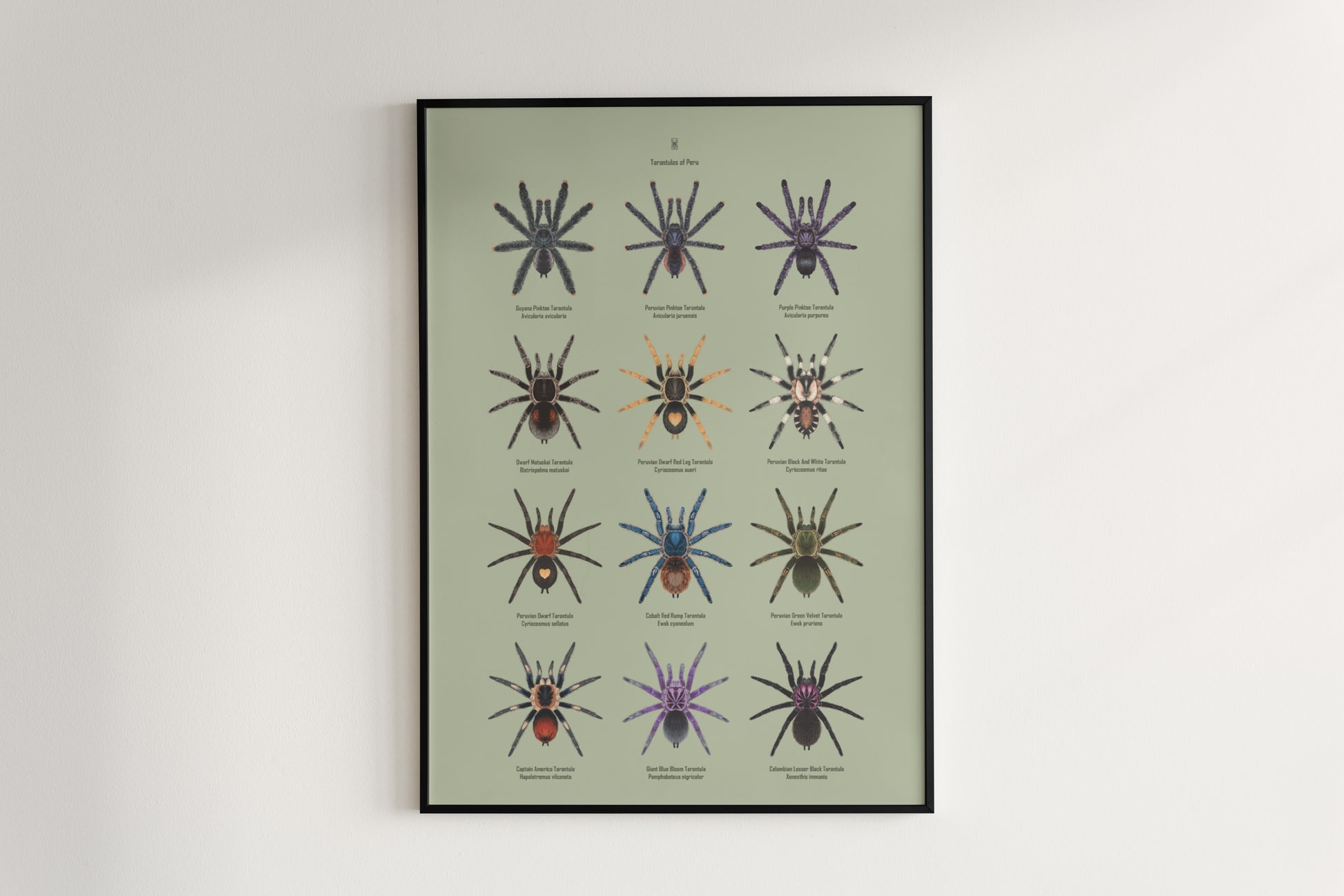 Tarantulas of Peru Poster from The Silk Ranch